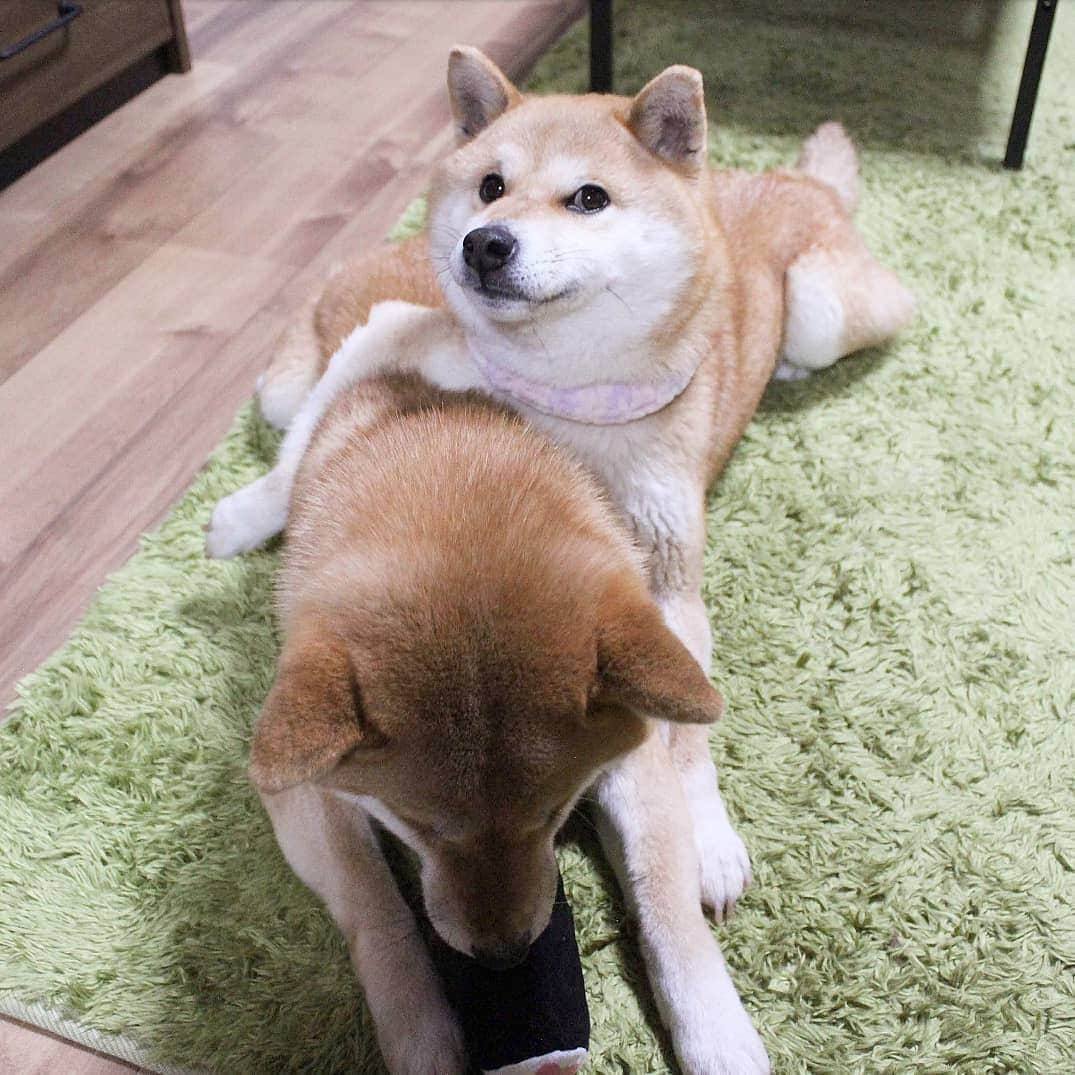 柴犬たま Shibainu Tamaさんのインスタグラム写真 - (柴犬たま Shibainu TamaInstagram)「* 仲良しミケしゃんならお気に入りのおもちゃで遊んでるたママに抱きつく事だって出来るんだよ〜 * 飼い主だったら手を近付けただけで唸られるので、とてもじゃないけど出来ない芸当🤪💦(笑) * Caption trans🇬🇧 Meekeh can hug her even while playing with Tama's favorite toys. If the owner hugs in the same way, Tama will be furious🤪💦(lol) * #柴犬たま #たママ #たま家族 #柴犬ミケ #一眼レフ #一眼レフカメラ #仲良し親子 #かみかみ #夢中 #ドヤ顔 #wink #ウインク #ウィンク #かなりひし形 #柴犬 #shiba #shibainu #shibastagram #犬 #dog #多頭飼い」4月14日 15時18分 - tama7653