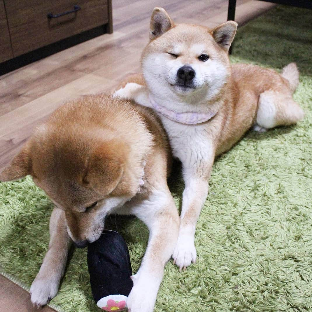 柴犬たま Shibainu Tamaさんのインスタグラム写真 - (柴犬たま Shibainu TamaInstagram)「* 仲良しミケしゃんならお気に入りのおもちゃで遊んでるたママに抱きつく事だって出来るんだよ〜 * 飼い主だったら手を近付けただけで唸られるので、とてもじゃないけど出来ない芸当🤪💦(笑) * Caption trans🇬🇧 Meekeh can hug her even while playing with Tama's favorite toys. If the owner hugs in the same way, Tama will be furious🤪💦(lol) * #柴犬たま #たママ #たま家族 #柴犬ミケ #一眼レフ #一眼レフカメラ #仲良し親子 #かみかみ #夢中 #ドヤ顔 #wink #ウインク #ウィンク #かなりひし形 #柴犬 #shiba #shibainu #shibastagram #犬 #dog #多頭飼い」4月14日 15時18分 - tama7653