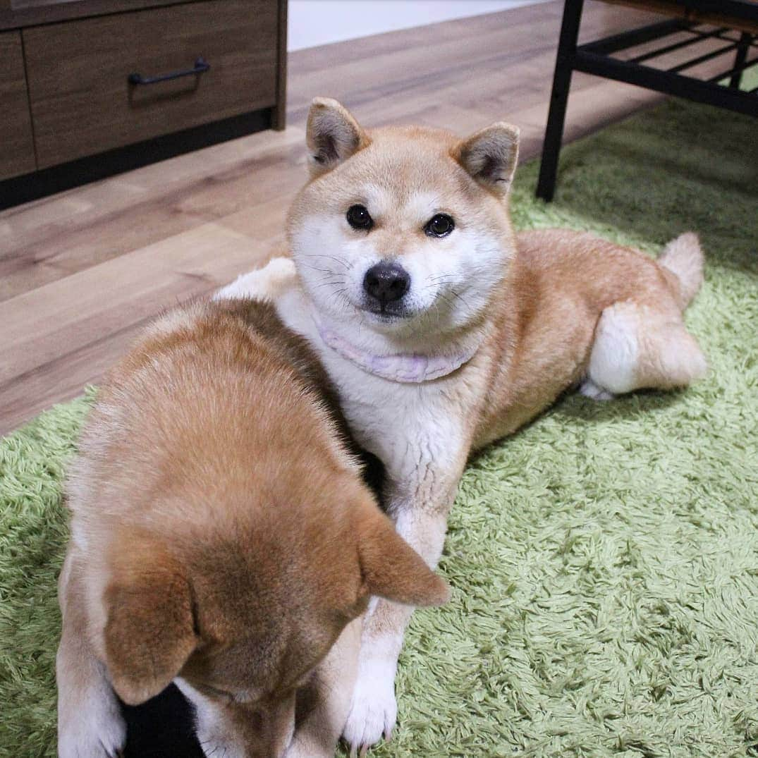 柴犬たま Shibainu Tamaさんのインスタグラム写真 - (柴犬たま Shibainu TamaInstagram)「* 仲良しミケしゃんならお気に入りのおもちゃで遊んでるたママに抱きつく事だって出来るんだよ〜 * 飼い主だったら手を近付けただけで唸られるので、とてもじゃないけど出来ない芸当🤪💦(笑) * Caption trans🇬🇧 Meekeh can hug her even while playing with Tama's favorite toys. If the owner hugs in the same way, Tama will be furious🤪💦(lol) * #柴犬たま #たママ #たま家族 #柴犬ミケ #一眼レフ #一眼レフカメラ #仲良し親子 #かみかみ #夢中 #ドヤ顔 #wink #ウインク #ウィンク #かなりひし形 #柴犬 #shiba #shibainu #shibastagram #犬 #dog #多頭飼い」4月14日 15時18分 - tama7653