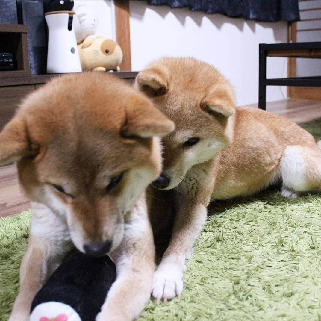 柴犬たま Shibainu Tamaさんのインスタグラム写真 - (柴犬たま Shibainu TamaInstagram)「* 仲良しミケしゃんならお気に入りのおもちゃで遊んでるたママに抱きつく事だって出来るんだよ〜 * 飼い主だったら手を近付けただけで唸られるので、とてもじゃないけど出来ない芸当🤪💦(笑) * Caption trans🇬🇧 Meekeh can hug her even while playing with Tama's favorite toys. If the owner hugs in the same way, Tama will be furious🤪💦(lol) * #柴犬たま #たママ #たま家族 #柴犬ミケ #一眼レフ #一眼レフカメラ #仲良し親子 #かみかみ #夢中 #ドヤ顔 #wink #ウインク #ウィンク #かなりひし形 #柴犬 #shiba #shibainu #shibastagram #犬 #dog #多頭飼い」4月14日 15時18分 - tama7653