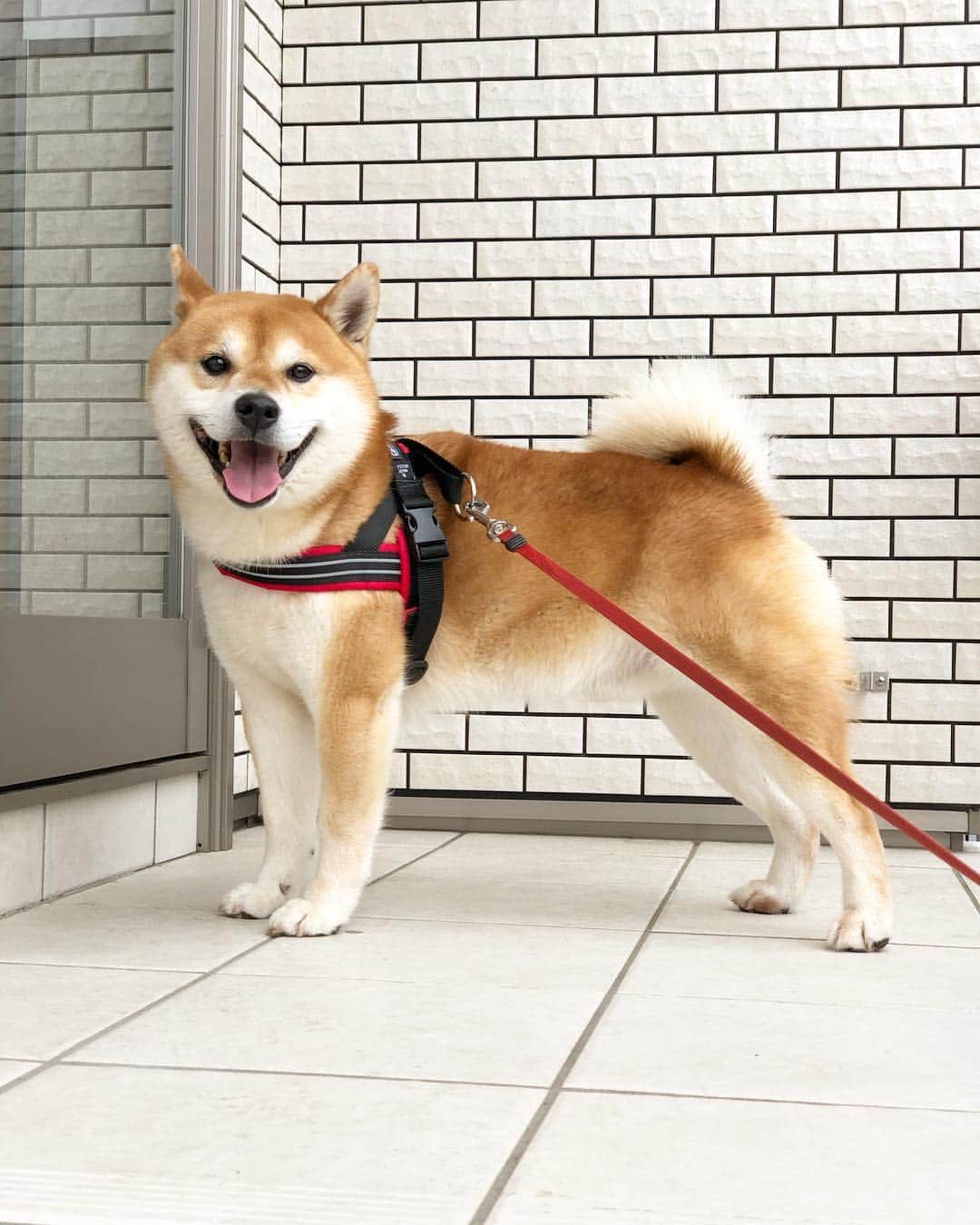 せんべえさんのインスタグラム写真 - (せんべえInstagram)「やってるかな？ やってましたー！ #せんべえ #柴犬 #shibainu  #予防接種 #注射されても無反応 #ハーネス替えたら足長効果と思ったけど #そうでもない やっぱり#足短か #犬と子ども #まるいーず」4月14日 15時22分 - akiresh
