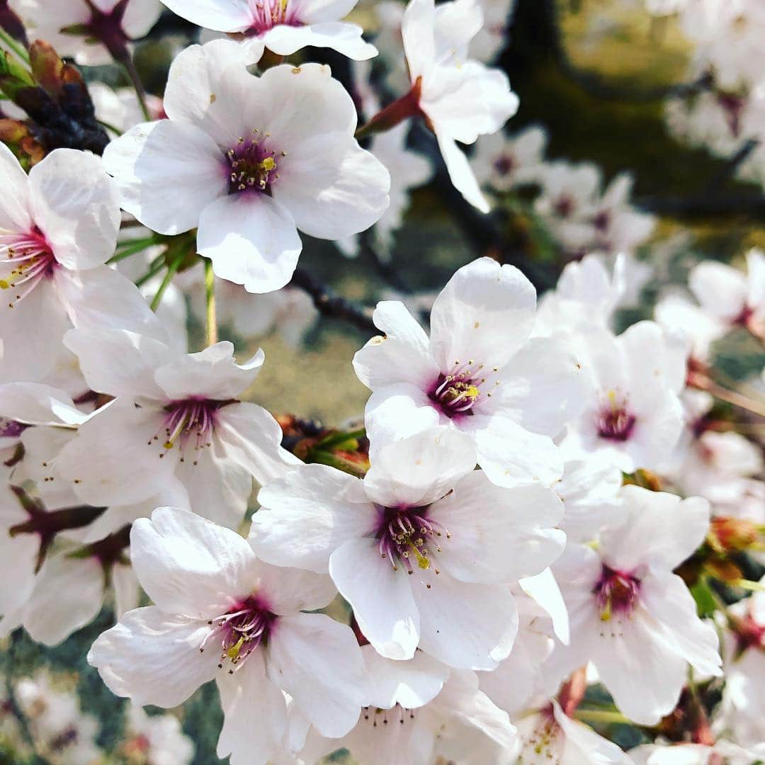 小川薫さんのインスタグラム写真 - (小川薫Instagram)「もう1週間前の7日のことになりますがずっと行ってみたかった京都の桜の名所 原谷苑へ🌸金閣寺近くにある枝垂れ桜が有名な4,000坪ある庭園です。行ったときはまだ4分咲きで、今月末くらいまで見頃のようです。まだつぼみが膨らんだばかりの御室桜の仁和寺や岩倉実相院などを巡る初めてのバスツアー。あきちゃん、お付き合いありがとう😊  #salondeclover  #サロンドクローバー #小川薫 #おもてなし #おもてなし料理教室 #料理教室 #料理研究家 #テーブルコーディネート #テーブルコーディネーター  #大阪料理教室 #cookingclass  #tablesetting  #堀江 #堀江公園 #tablecoordinate #パーティーフード #おもてなし料理 #和食 #和食レッスン #おもてなし和食  #春の和食  #春の和食レッスン #原谷苑 #岩倉実相院 #仁和寺 #sakura  #桜」4月14日 15時23分 - salondeclover