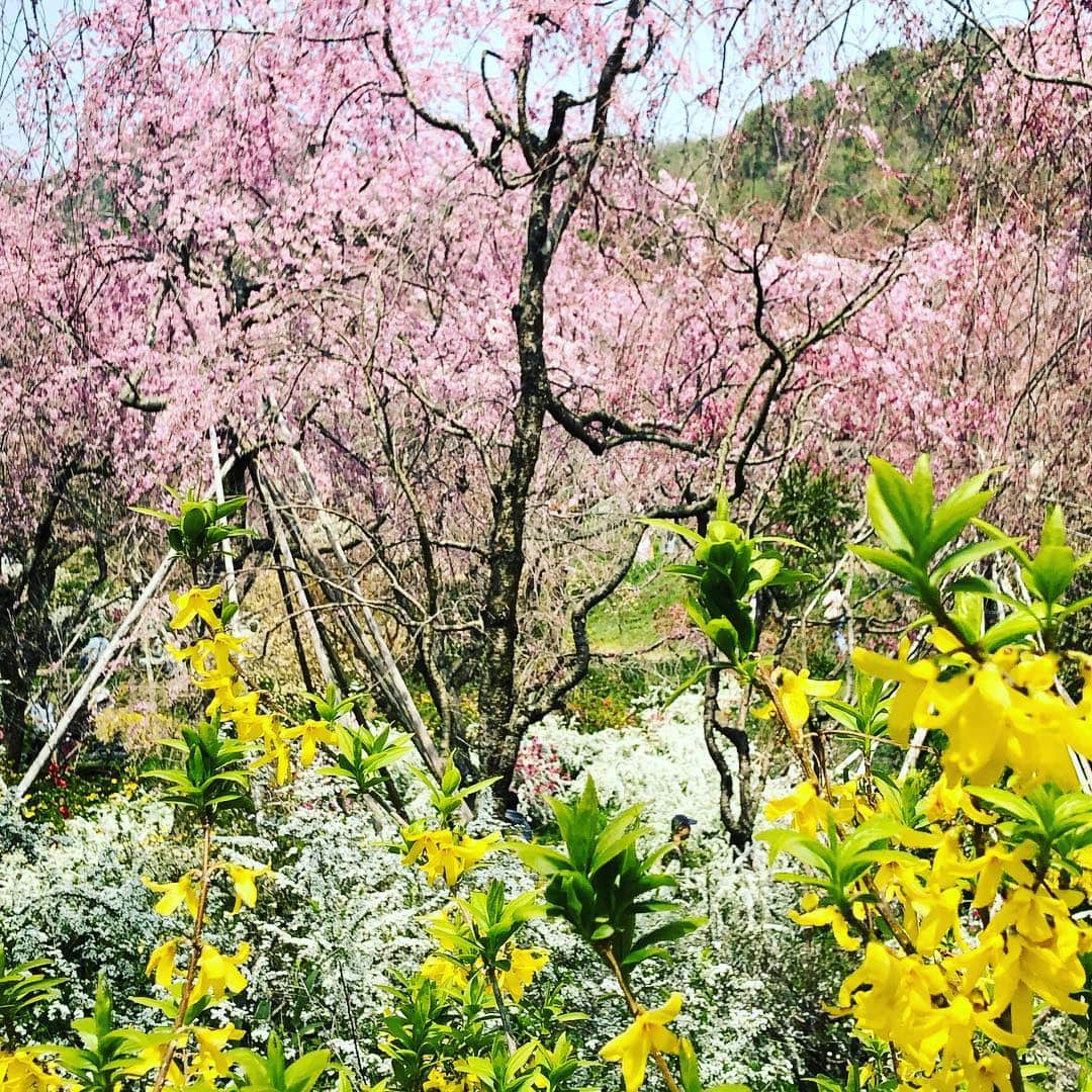 小川薫さんのインスタグラム写真 - (小川薫Instagram)「もう1週間前の7日のことになりますがずっと行ってみたかった京都の桜の名所 原谷苑へ🌸金閣寺近くにある枝垂れ桜が有名な4,000坪ある庭園です。行ったときはまだ4分咲きで、今月末くらいまで見頃のようです。まだつぼみが膨らんだばかりの御室桜の仁和寺や岩倉実相院などを巡る初めてのバスツアー。あきちゃん、お付き合いありがとう😊  #salondeclover  #サロンドクローバー #小川薫 #おもてなし #おもてなし料理教室 #料理教室 #料理研究家 #テーブルコーディネート #テーブルコーディネーター  #大阪料理教室 #cookingclass  #tablesetting  #堀江 #堀江公園 #tablecoordinate #パーティーフード #おもてなし料理 #和食 #和食レッスン #おもてなし和食  #春の和食  #春の和食レッスン #原谷苑 #岩倉実相院 #仁和寺 #sakura  #桜」4月14日 15時23分 - salondeclover
