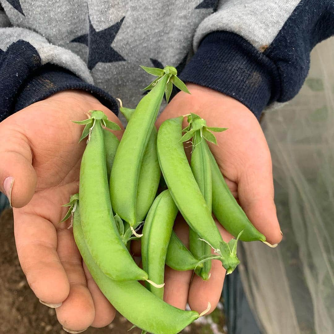 杉浦太陽さんのインスタグラム写真 - (杉浦太陽Instagram)「我が家のレンタル菜園^_^ 農作業と収穫してきたよん♪🥗 スナップエンドウを菜花も収穫〜！ #我が家の畑 #杉浦ファーム？ #名前はまだないw #夏に向けて #夏野菜が楽しみ #我が子の農業体験」4月14日 15時27分 - sugiurataiyou_official