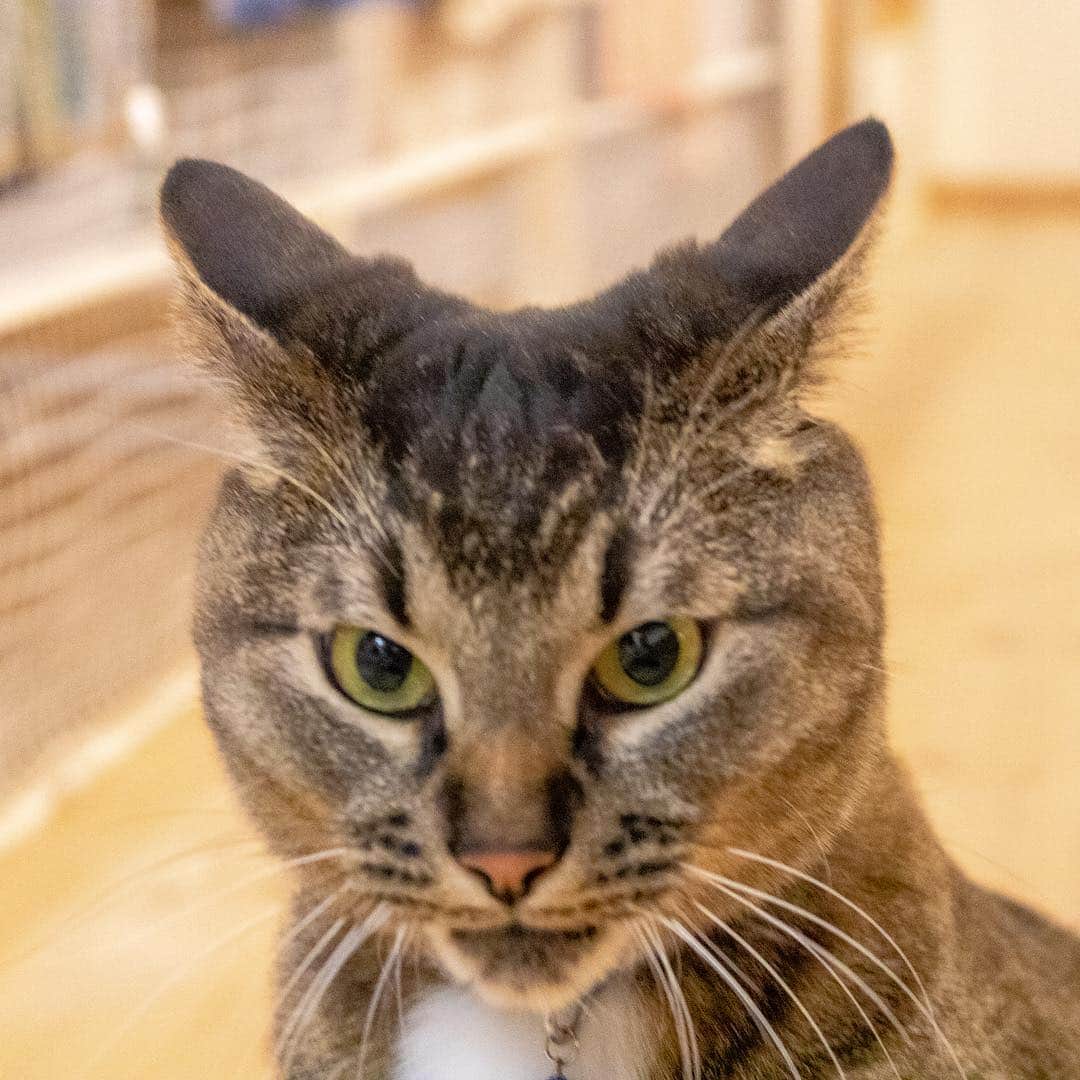 マアルのインスタグラム：「チャオちゃん🐈 #北海道 #旭川市 #ペットホテル #猫 #cat」