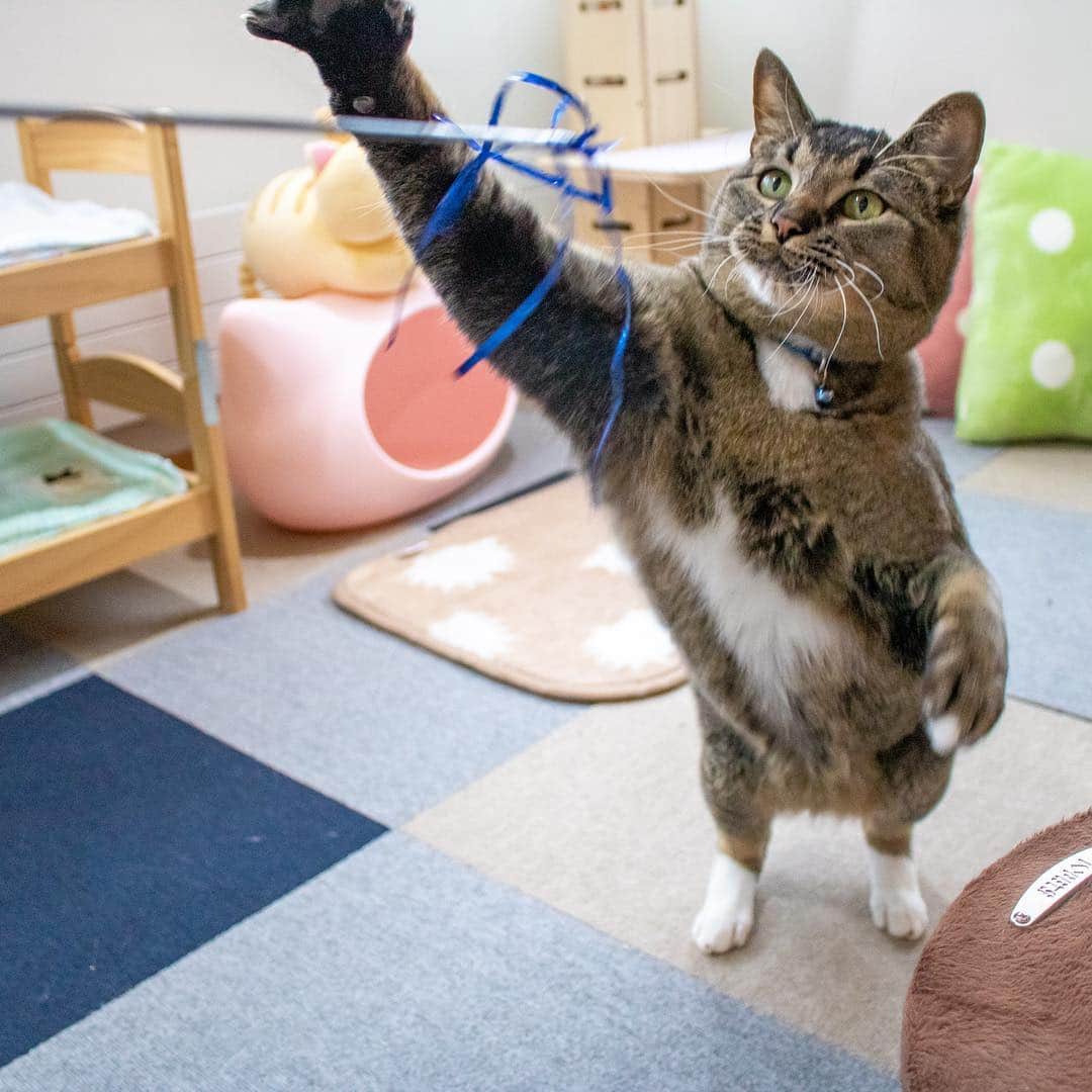 マアルのインスタグラム：「チャオちゃん🐱 #北海道 #旭川 #ペットホテル #猫 #cat」