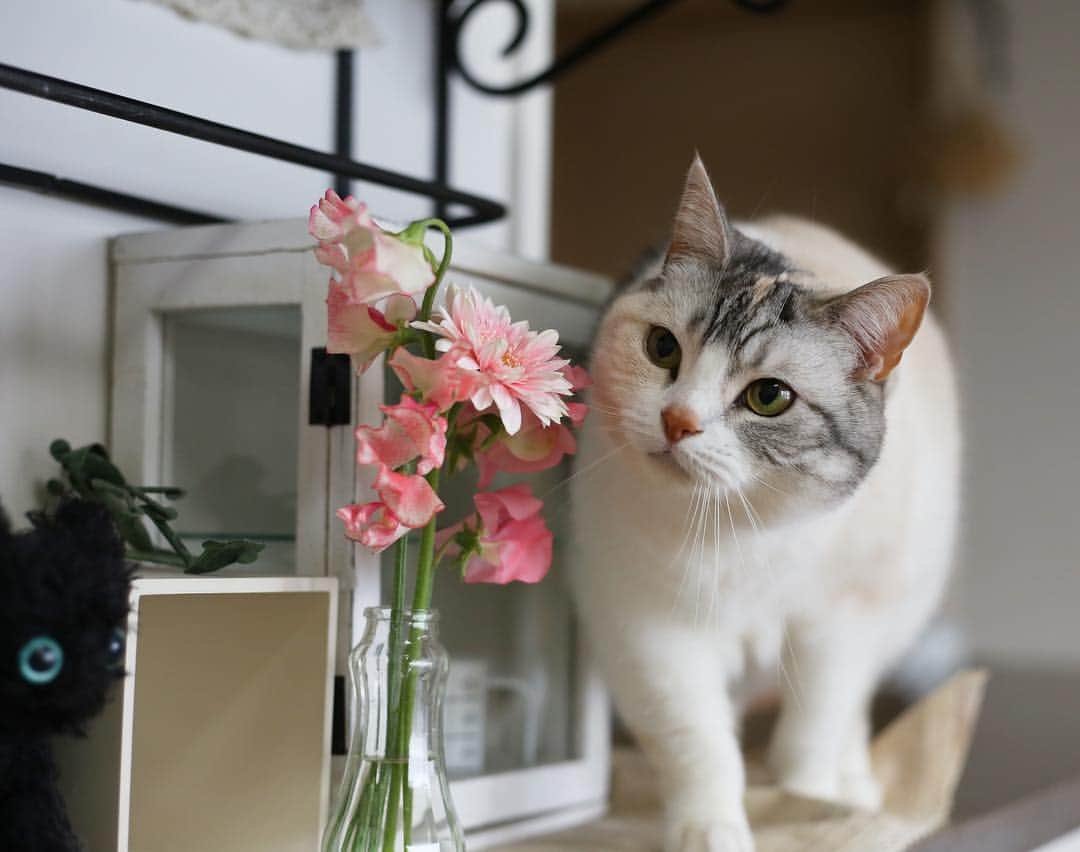 Natsukiさんのインスタグラム写真 - (NatsukiInstagram)「しらすはピンク色イメージかな？ ホタテは赤のイメージ。クラムもピンクか白かなぁ…(笑)  #cat  #scottishfold  #猫のいる暮らし  #flower  #bloomeelife」4月14日 15時42分 - milky517