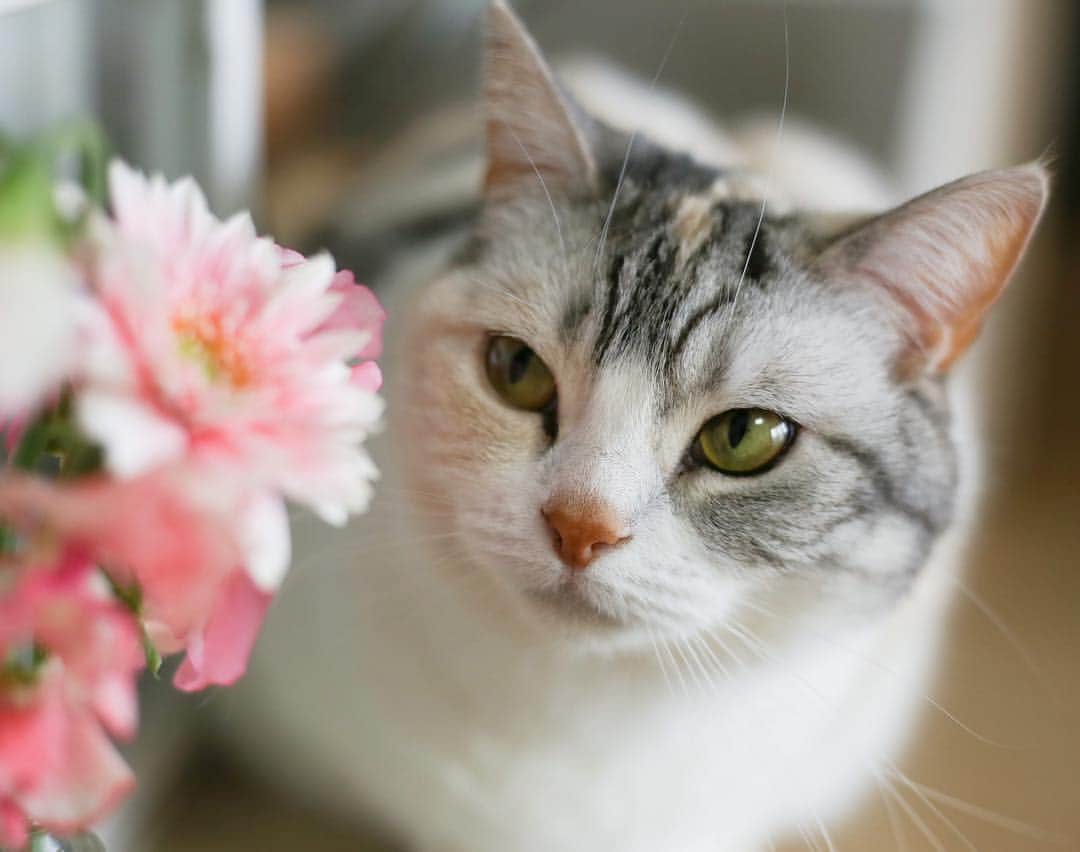 Natsukiさんのインスタグラム写真 - (NatsukiInstagram)「しらすはピンク色イメージかな？ ホタテは赤のイメージ。クラムもピンクか白かなぁ…(笑)  #cat  #scottishfold  #猫のいる暮らし  #flower  #bloomeelife」4月14日 15時42分 - milky517