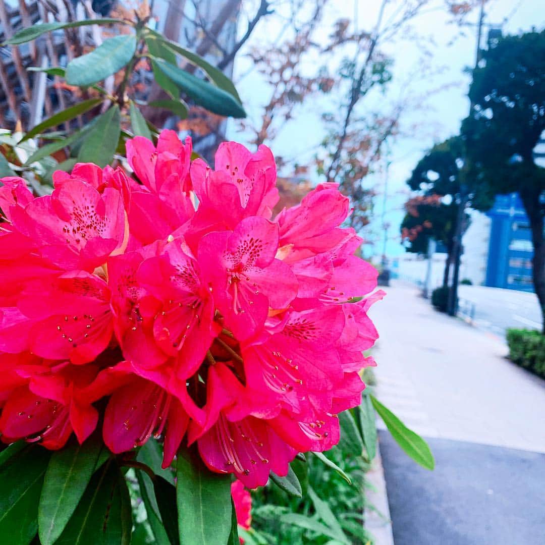 のインスタグラム：「. .  #もえみた花たち  #シャクナゲ #石楠花  この季節がやってきた！ 鮮やかな緑と華やかなお花のコントラストが好き☺️💗 . 街のツツジも沢山芽を出していて！間も無く！という感じでワクワクです💕 . .  #flowers #お花 #花 #もえみた花たちの季節も巡ります #同じ種類のお花でも形や色場所も違って楽しい #☺️」