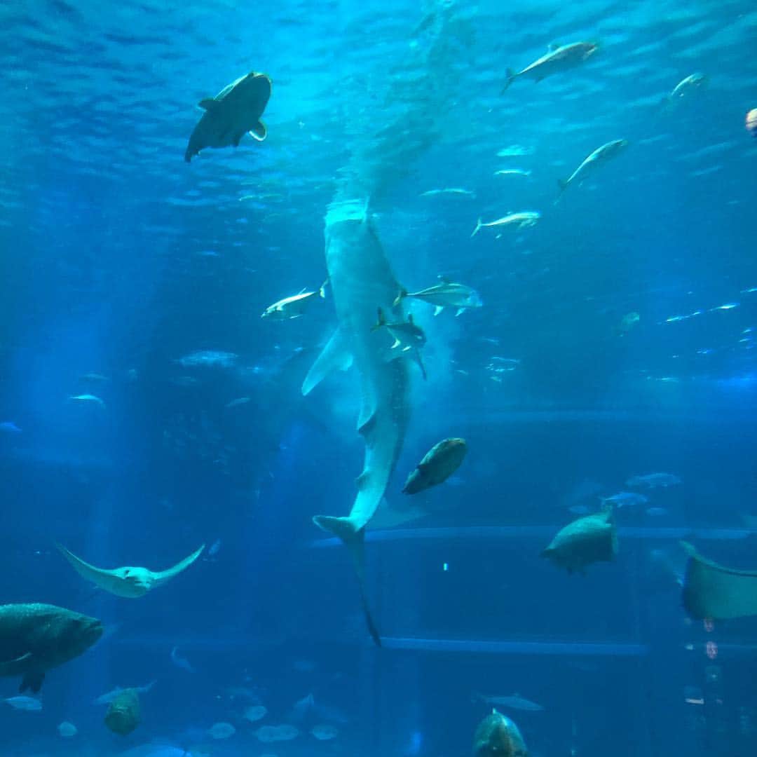 直樹 加藤さんのインスタグラム写真 - (直樹 加藤Instagram)「.. ジンベイザメのお食事です。 . たまには海遊館もいいね。」4月14日 15時55分 - daimonjiyakatonaoki