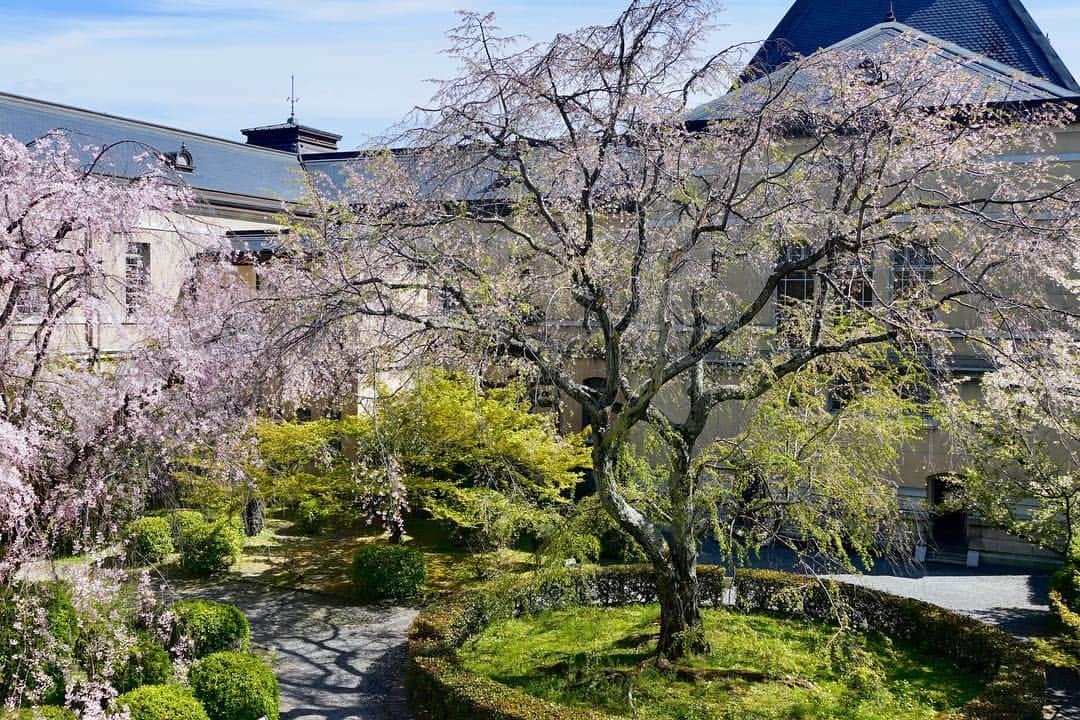けらえいこさんのインスタグラム写真 - (けらえいこInstagram)「初の京都御所。「ブローニュの森みた〜い✨」とか、すぐ別のものに例えてしまうクセをここでも出しつつ歩く。 建物は、京都府庁旧本館。」4月14日 16時52分 - keraeiko