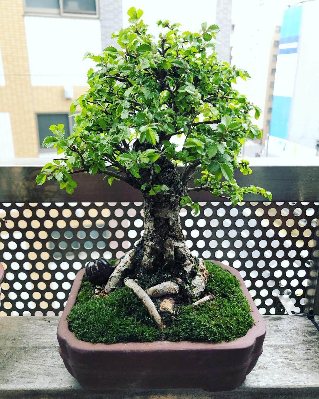 金成公信さんのインスタグラム写真 - (金成公信Instagram)「ケヤキ。剪定して鉢変えて苔あしらってきれいにしてやりました。最高です。わたしのセンスが。です。てへ。#盆栽 #bonsai #ケヤキ #ニレケヤキ #plants」4月14日 16時48分 - bonsai_chiba
