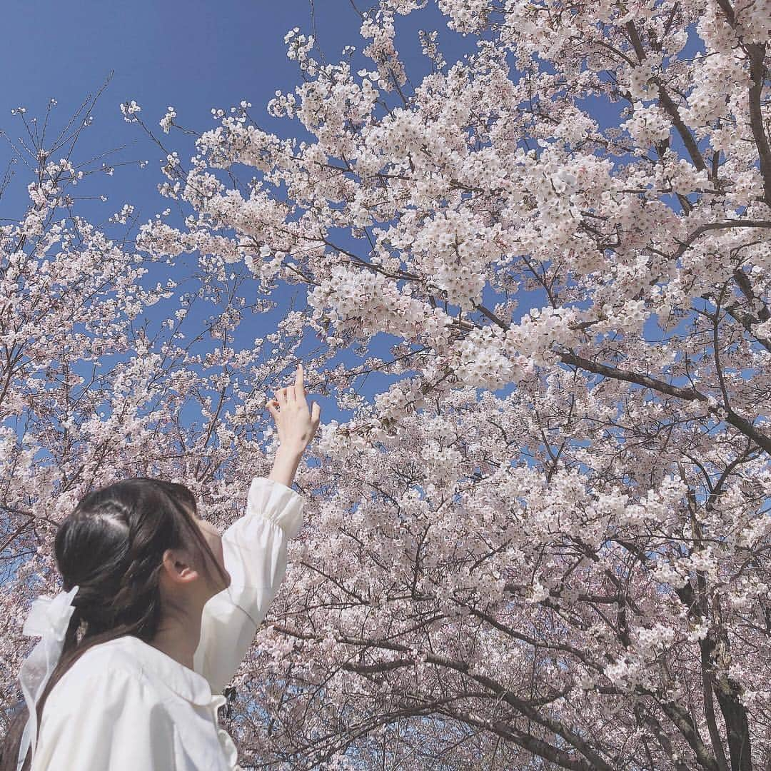 藤崎未夢さんのインスタグラム写真 - (藤崎未夢Instagram)「♡ 🌸SAKURA🌸 . . #NGT48 #藤崎未夢 #上堰潟公園 #桜 #未夢ちゃんとデート」4月14日 17時00分 - miyu_miyu_ngt48