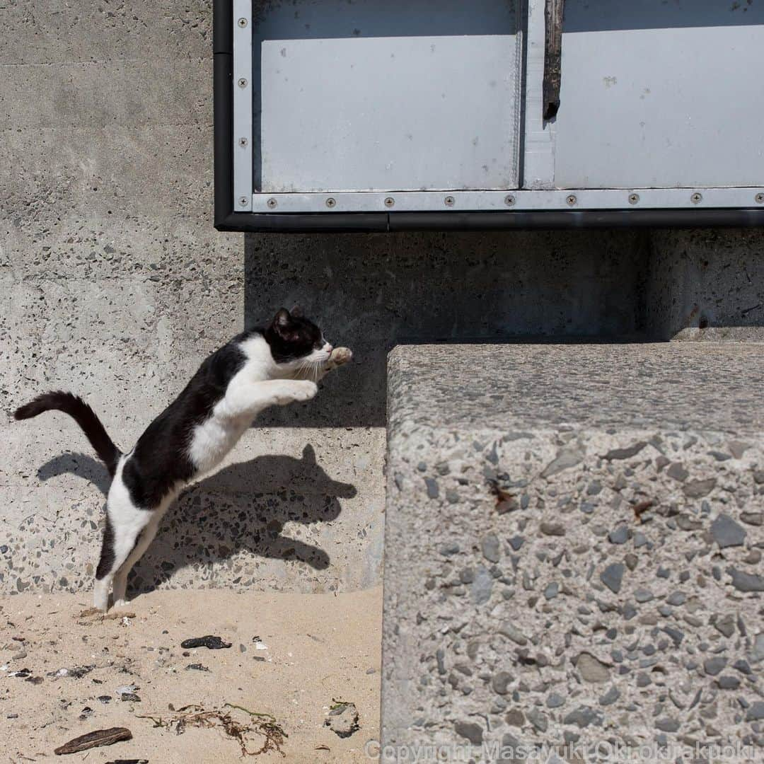 Masayukiさんのインスタグラム写真 - (MasayukiInstagram)「階段使わない派。  #cat #ねこ」4月14日 16時55分 - okirakuoki