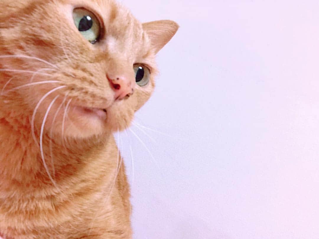 理絵さんのインスタグラム写真 - (理絵Instagram)「#🐱#😺 #ilovecat #cat #gatto #고양이 #猫 #茶とら #茶トラ #tokyo #japan」4月14日 17時07分 - ____rie____