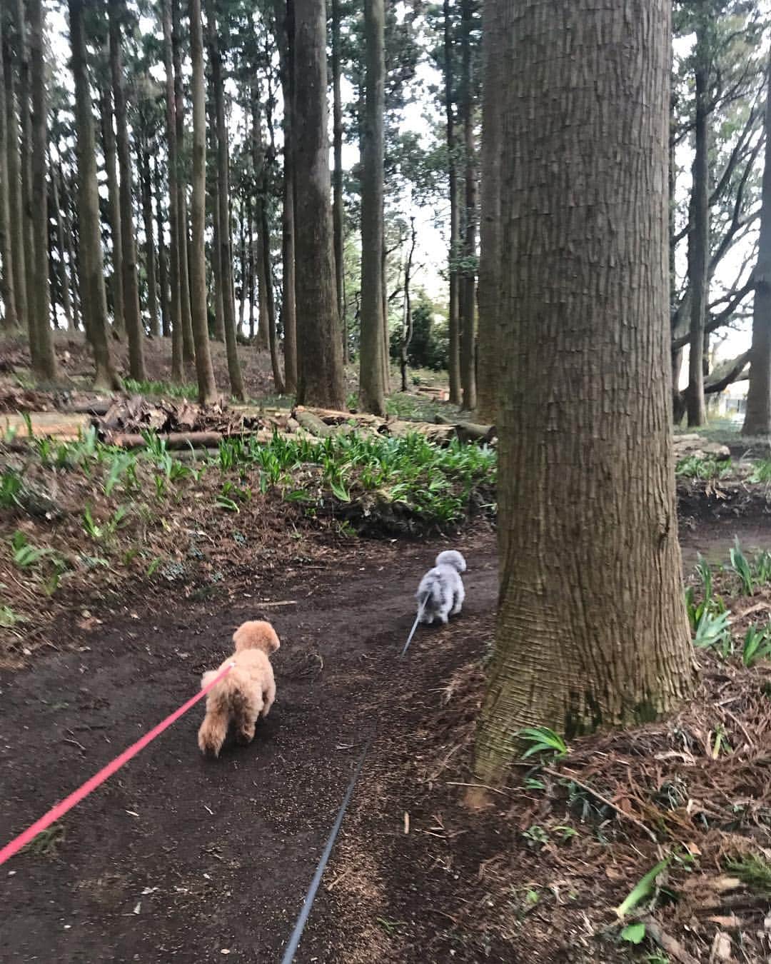 小泉里子さんのインスタグラム写真 - (小泉里子Instagram)「今日は森の中をお散歩。 #トコリケ」4月14日 17時08分 - satokokoizum1