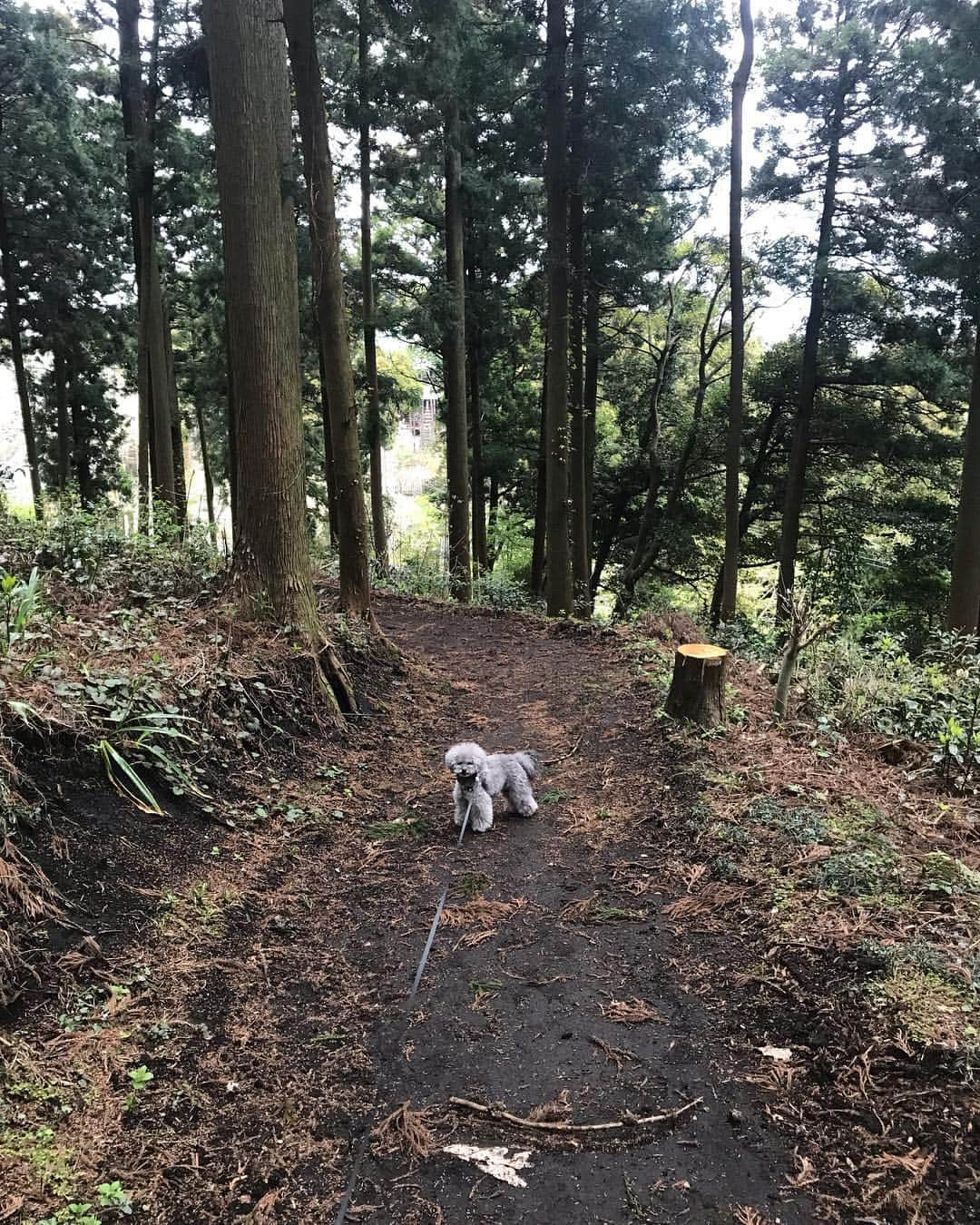 小泉里子さんのインスタグラム写真 - (小泉里子Instagram)「今日は森の中をお散歩。 #トコリケ」4月14日 17時08分 - satokokoizum1