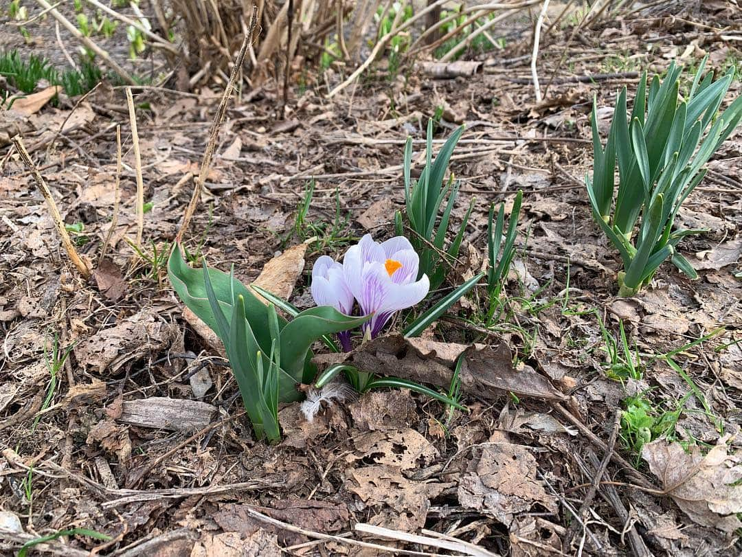 菊地友弘さんのインスタグラム写真 - (菊地友弘Instagram)「きょうのイチオシ!!ロケ中に見つけた春！！ 桜前線はまだですが、たくさんの春を発見！ どんなロケだったのかは、今週水曜の放送で！！ #イチオシ!!#ロケ#水芭蕉#クロッカス#散歩#札幌 #HTB#菊地友弘」4月14日 17時09分 - htb_kikuchitomohiro