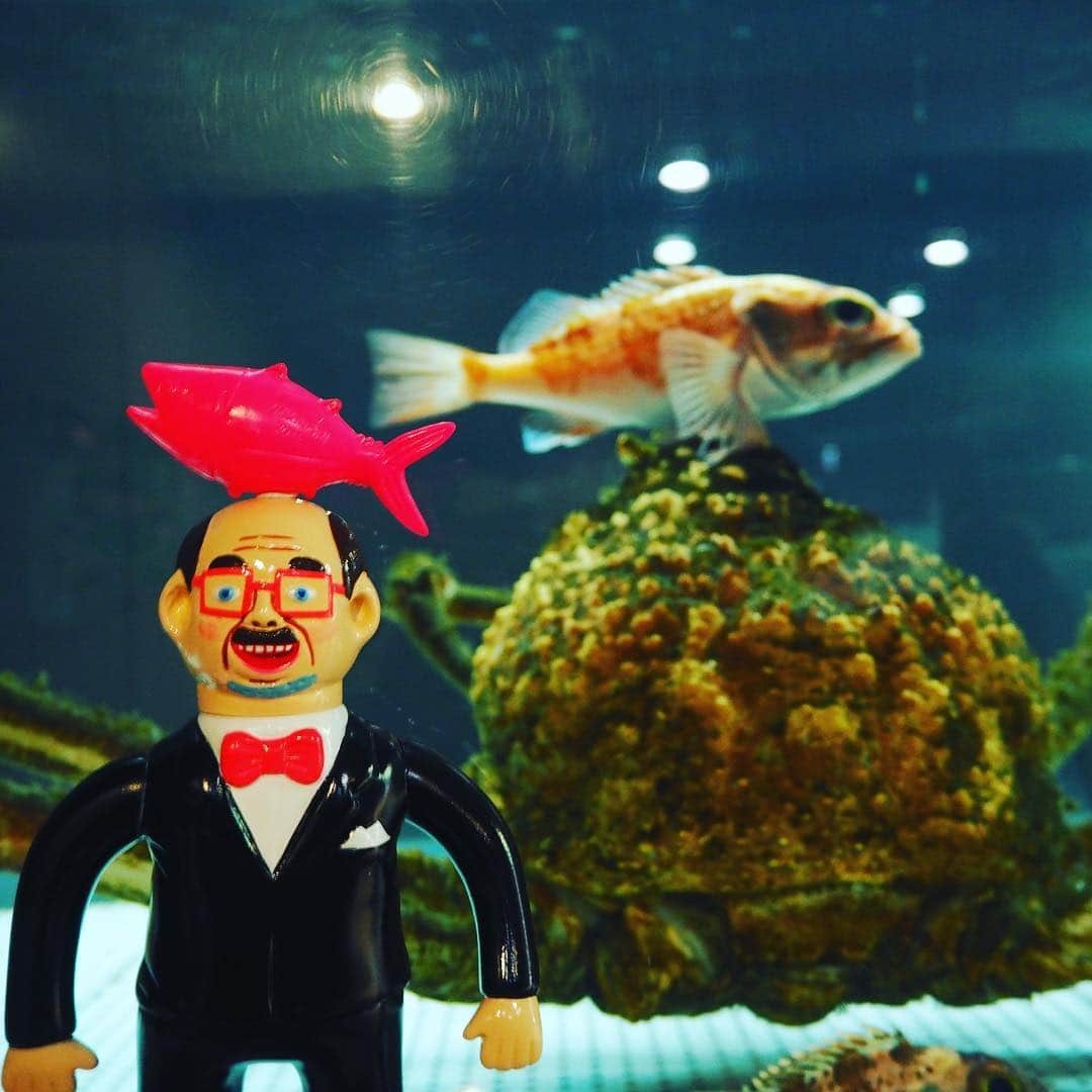 デハラユキノリさんのインスタグラム写真 - (デハラユキノリInstagram)「旅 水族館 Journey  aquarium」4月14日 17時24分 - deharayukinori