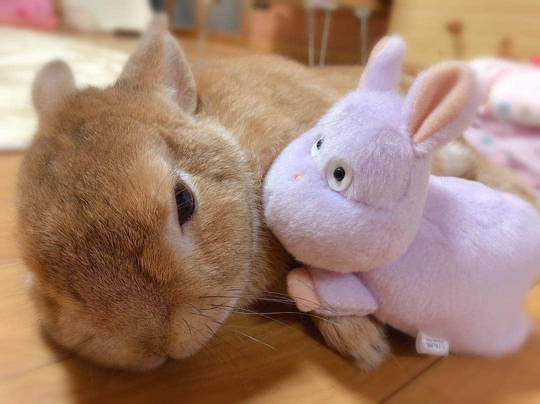 ラン?さんのインスタグラム写真 - (ラン?Instagram)「ごろ～ん♡＿(　_´ω`)_ 坊ネズミをちょっと近付けてみたけど、お構いなし( ^ω^ ) ボクは眠いの( ˘ω˘ ) ｽﾔｧ…zzZ 一緒に寝よ♡ ☆ #うさぎ #ネザーランドドワーフ #rabbit #bunny #bunnystagram  #rabbitstagram  #cute  #かわいい #ふわもこ部  #もふもふ  #zip写真部  #アニマル写真部 #instagramjapan #netherlanddwarf #うさぎと暮らす  #うさぎのいる暮らし #癒し #kawaii #ランちゃん  #坊ネズミ 2019.04.14」4月14日 17時31分 - mofumofuusako