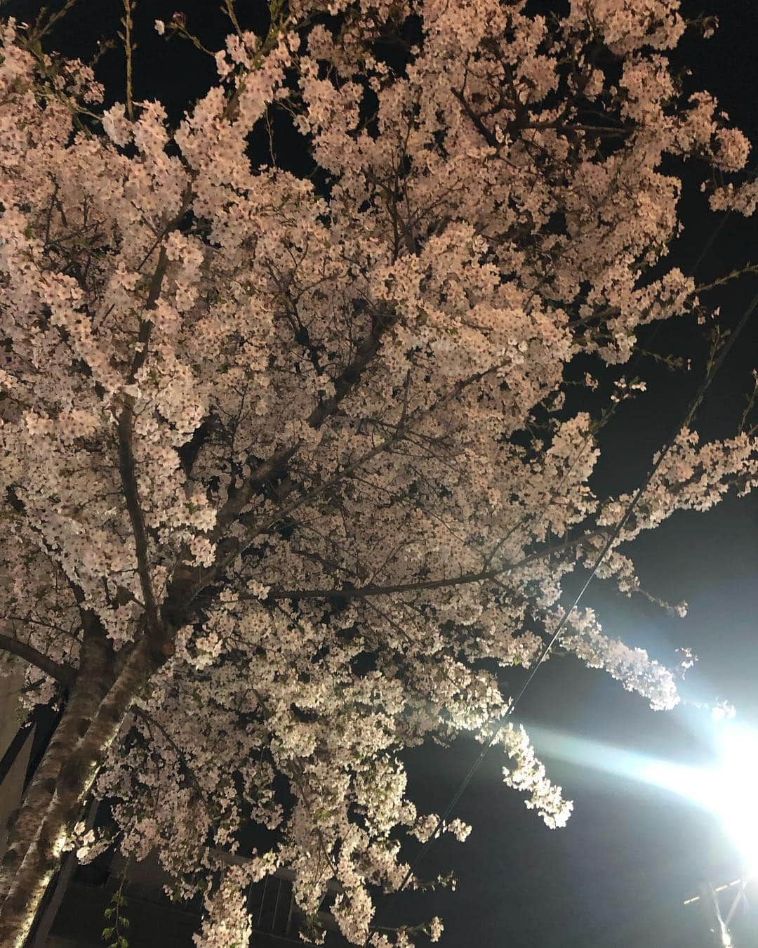 佐藤かよさんのインスタグラム写真 - (佐藤かよInstagram)「🌸 . . . 間に合ったんだ😊 #桜 #벛꽃놀이 #홍대」4月14日 17時38分 - satokayo1226