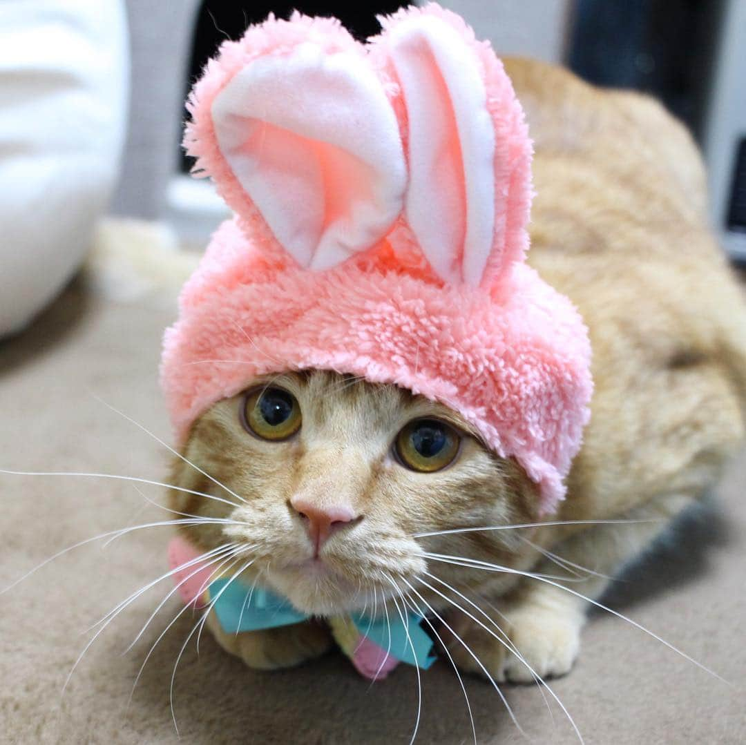 コテツさんのインスタグラム写真 - (コテツInstagram)「2019/4/14 生まれて初めてうさぎになりまちた🐇 6.2キロあるのは内緒でしゅ イースターておいしいのかな？🥚🐰 . #ねこにすとパネル希望  #フィリックスpeco #朝ワンコ夕ニャンコ #むぎゅっとはぐ第二弾  #pecohug」4月14日 17時59分 - kotetuchan