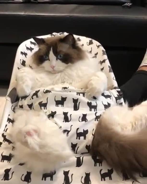 Aww Clubのインスタグラム