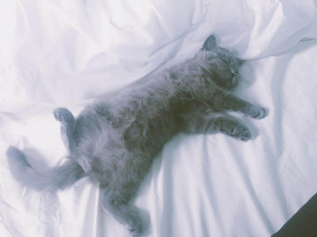 のインスタグラム：「わいのベッドでお昼寝するルークたん。  でっかくなったと思わない！？ 猫の成長って凄まじいスピードだ🙁. . #ブリティッシュショートヘア #子猫 #猫 #cat #britishshorthair」