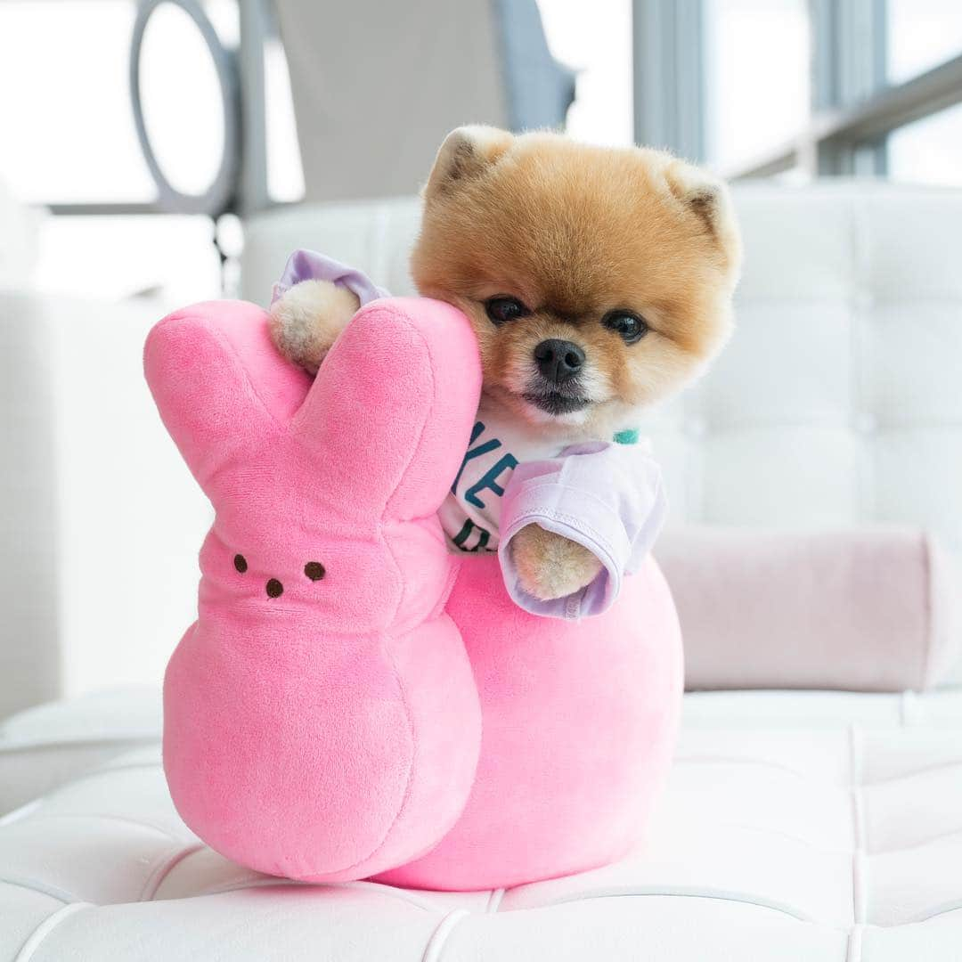 jiffさんのインスタグラム写真 - (jiffInstagram)「💗」4月14日 18時10分 - jiffpom