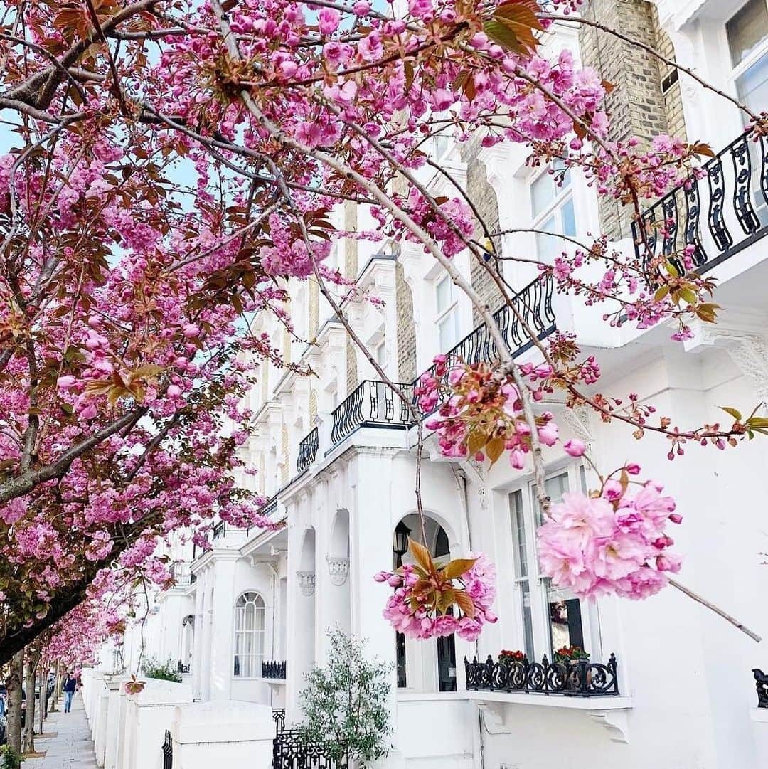 フローリスさんのインスタグラム写真 - (フローリスInstagram)「Temperatures may have dropped again here in London but we are still enjoying the beauty and delicate scent of spring blooms. 📷: @Londonispink #London #Spring #ThisIsLondon #SpringScent」4月14日 18時15分 - florislondon