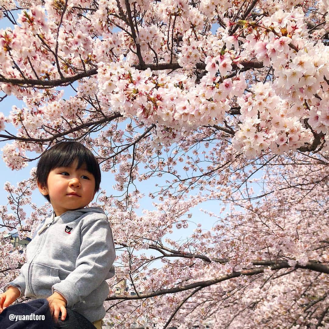 ゆうとろ（柴犬ゆうと猫のとろ）さんのインスタグラム写真 - (ゆうとろ（柴犬ゆうと猫のとろ）Instagram)「. Ta-ta has become 1 year and 10 months old. Yu🐶Toro🐱Ta-ta👶 . #ゆうとろ三男坊、#1歳10ヶ月になりました。 毎月恒例の記念撮影📷 近所の公園には、まだ桜が残ってました🌸 今週はずっと体調不良で伏せてました。昨日やっと回復💪 投稿したい写真や動画が溜まってるので来週たくさん投稿できたらと思ってます。 来週からまたよろしくです☺️ #ゆうとろ3兄弟シリーズ」4月14日 18時21分 - yuandtoro