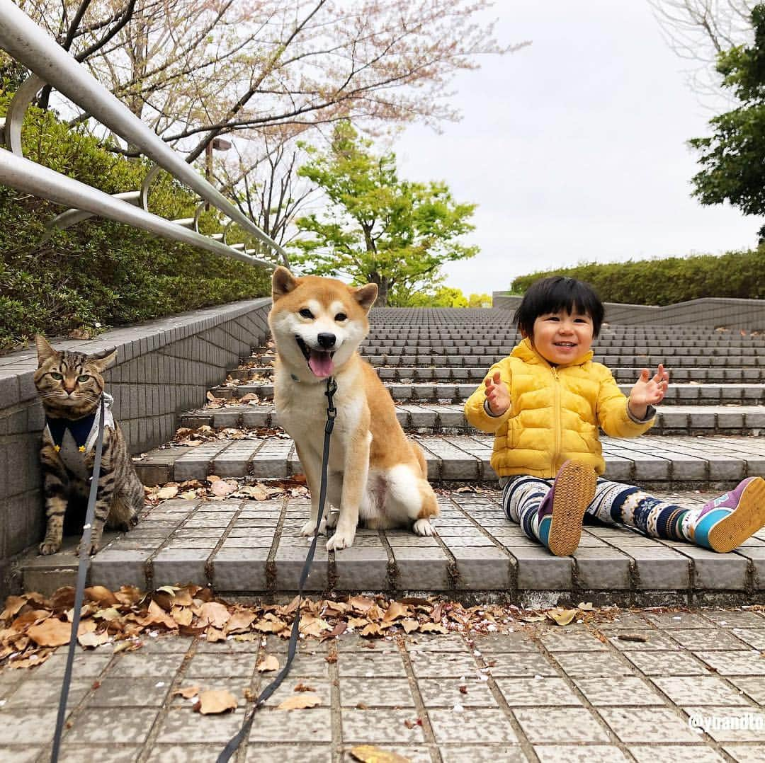 ゆうとろ（柴犬ゆうと猫のとろ）さんのインスタグラム写真 - (ゆうとろ（柴犬ゆうと猫のとろ）Instagram)「. Ta-ta has become 1 year and 10 months old. Yu🐶Toro🐱Ta-ta👶 . #ゆうとろ三男坊、#1歳10ヶ月になりました。 毎月恒例の記念撮影📷 近所の公園には、まだ桜が残ってました🌸 今週はずっと体調不良で伏せてました。昨日やっと回復💪 投稿したい写真や動画が溜まってるので来週たくさん投稿できたらと思ってます。 来週からまたよろしくです☺️ #ゆうとろ3兄弟シリーズ」4月14日 18時21分 - yuandtoro