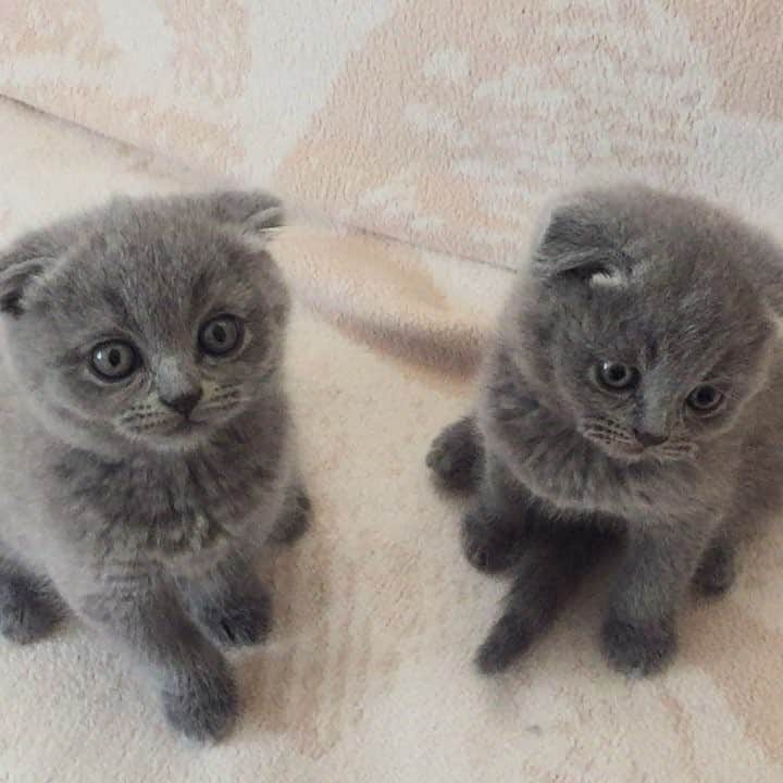 minik_catsのインスタグラム：「Oyuncu pazar ❤️😊😘 #cat #cats #catsoftheday #catstagram #kedi #kediler #istanbul #love #adorable #instagram #insta #instacat #vsco #vscocat #paw #kitten #scottishfold」