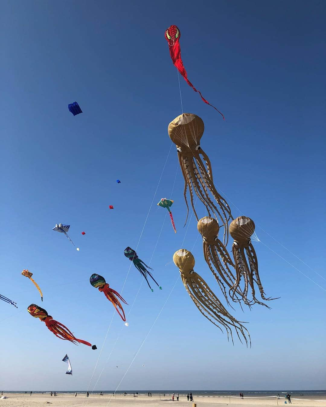 フィロとポンポンさんのインスタグラム写真 - (フィロとポンポンInstagram)「1er cerf-volant Sur la plage de Berck, il fait froid à cause du vent... mais heureusement... ☀️🌬 Rencontres Internationales de cerfs-volants de Berck.」4月14日 18時37分 - philo_pompon