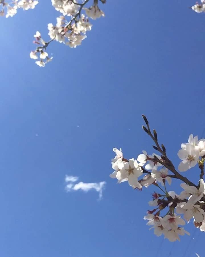 山中崇史のインスタグラム：「#さくら #桜 #cherryblossom」