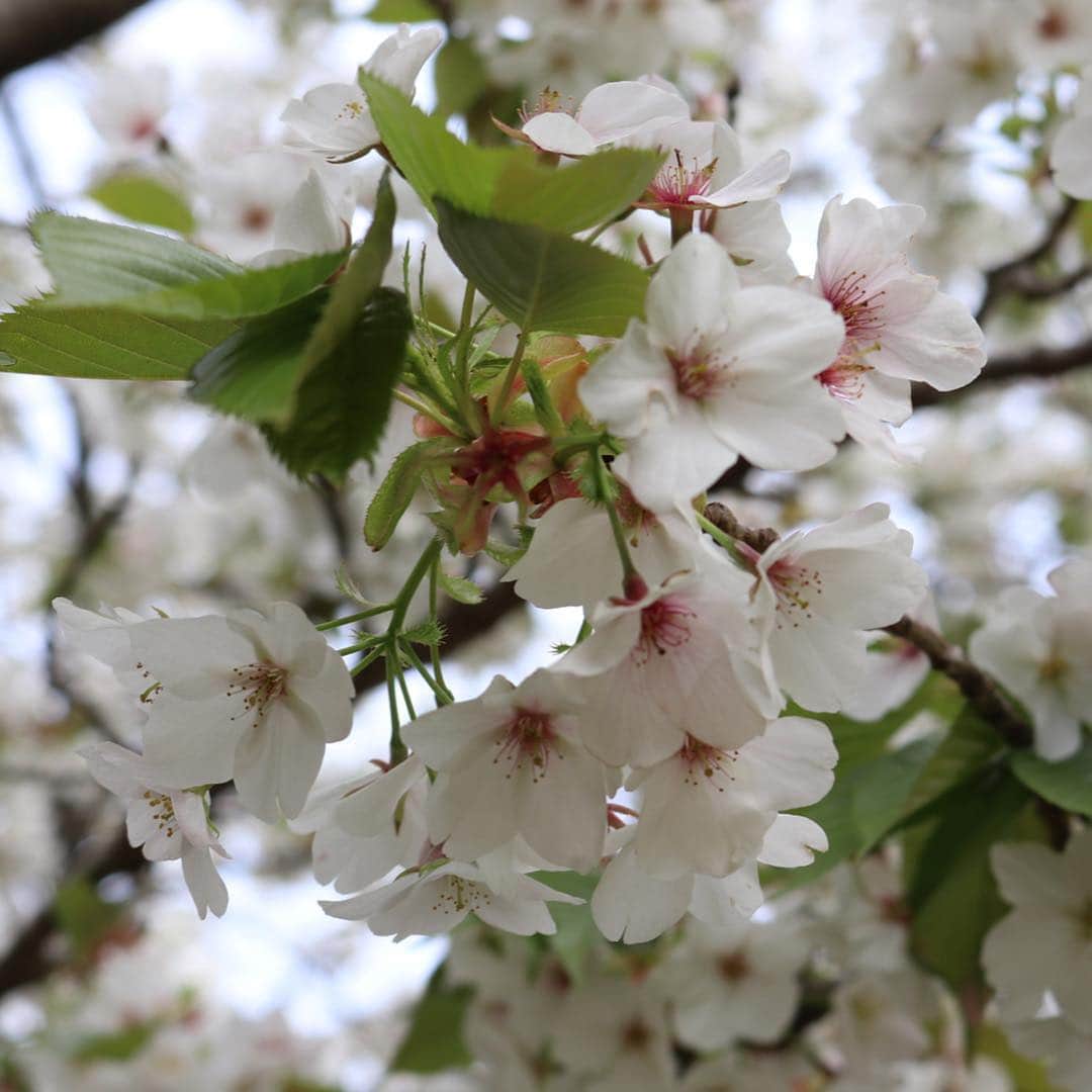 まいちくさんのインスタグラム写真 - (まいちくInstagram)「2019.4.14🐶 ． ． 今日は丹沢麓にある戸川公園にココんぽへ。 チューリップ🌷たくさんみてきたよー。 ． 帰ってきたら歩きすぎ、遊ばれすぎでグッタリ微睡んでいるココです。 なんて可愛いんだろう…❤️←親バカ。 ． ． ． 桜🌸もまだ少し残っていてとっても綺麗でした✨ 曇ってきちゃって写真は暗めですが💦 ． ． お弁当を食べるのに娘たちがまだ小さいころよく遊ばせていた河原へ。 小学生が水浸しになって震えながら魚獲りをしていて、うちのおじさん、よく獲れるスポットとか獲り方を教えてあげてました。 怪しい者ではありませぬ😂🔨 元気いっぱいで礼儀正しくてとってもいい子達でした。 （ストーリーに写り込んでいる2人です。) ． ． ． 山奥まで連れていったリュックは @gastonluga さんからご提供いただいたもの。 カジュアル過ぎず、大人でも持ちやすいデザイン。 PCパットもついて機能的です。 ． ． ． ． ●日本限定ゴールデンウィークキャンペーン🎏 ． バッグお買い上げの方全員にリミテッドトートバッグとアドレスタグを期間中(4/15〜5/10)プレゼント！ お見逃しなくー！ ． ●公式オンラインストア　http://gastonluga.com ●送料無料 ●公式サイトで15%offのクーポンを発行していただきました。 【maichiku15】 (期限なし) ぜひご利用くださいね☺️ ． ． ． #いぬすたぐらむ #いぬ #いぬのいる暮らし #いぬのきもち #いぬら部  #toypoodle #もうすぐ6歳 #こう見えてもレッド #GastonLuga #ガストンルーガ #バックパック #リュック」4月14日 18時38分 - maichiku3