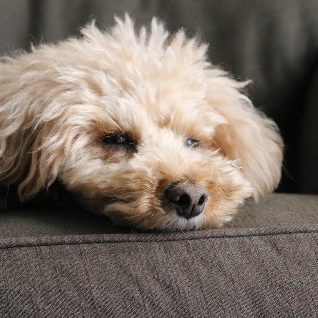 まいちくさんのインスタグラム写真 - (まいちくInstagram)「2019.4.14🐶 ． ． 今日は丹沢麓にある戸川公園にココんぽへ。 チューリップ🌷たくさんみてきたよー。 ． 帰ってきたら歩きすぎ、遊ばれすぎでグッタリ微睡んでいるココです。 なんて可愛いんだろう…❤️←親バカ。 ． ． ． 桜🌸もまだ少し残っていてとっても綺麗でした✨ 曇ってきちゃって写真は暗めですが💦 ． ． お弁当を食べるのに娘たちがまだ小さいころよく遊ばせていた河原へ。 小学生が水浸しになって震えながら魚獲りをしていて、うちのおじさん、よく獲れるスポットとか獲り方を教えてあげてました。 怪しい者ではありませぬ😂🔨 元気いっぱいで礼儀正しくてとってもいい子達でした。 （ストーリーに写り込んでいる2人です。) ． ． ． 山奥まで連れていったリュックは @gastonluga さんからご提供いただいたもの。 カジュアル過ぎず、大人でも持ちやすいデザイン。 PCパットもついて機能的です。 ． ． ． ． ●日本限定ゴールデンウィークキャンペーン🎏 ． バッグお買い上げの方全員にリミテッドトートバッグとアドレスタグを期間中(4/15〜5/10)プレゼント！ お見逃しなくー！ ． ●公式オンラインストア　http://gastonluga.com ●送料無料 ●公式サイトで15%offのクーポンを発行していただきました。 【maichiku15】 (期限なし) ぜひご利用くださいね☺️ ． ． ． #いぬすたぐらむ #いぬ #いぬのいる暮らし #いぬのきもち #いぬら部  #toypoodle #もうすぐ6歳 #こう見えてもレッド #GastonLuga #ガストンルーガ #バックパック #リュック」4月14日 18時38分 - maichiku3