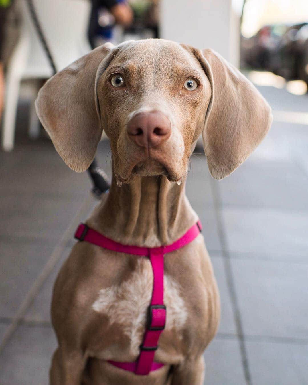 The Dogistさんのインスタグラム写真 - (The DogistInstagram)「Luna, Weimaraner (5 m/o), W Beach & India St., San Diego, CA • “She once stole a big plate of bacon. I got out of the shower and she was on the counter in a big pile of bacon. She went couch, crate, counter.” @luckylunamia」4月15日 4時23分 - thedogist