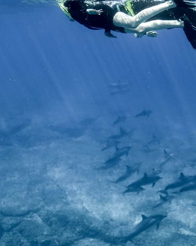 And Youさんのインスタグラム写真 - (And YouInstagram)「🌎 Swimming with dolphins in their natural habitat > Swimming with dolphins in captivity. . . . #saveourseas #dolphinproject #dolphinswim #ecotourism #oahuvacation」4月15日 4時36分 - dolphinsandyou