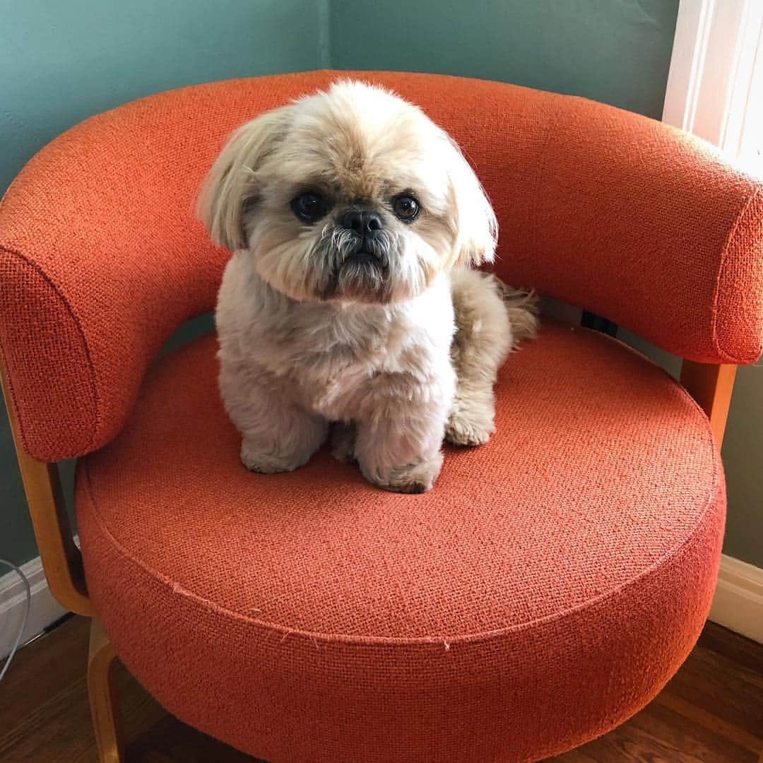 Dougie the Shih Tzuさんのインスタグラム写真 - (Dougie the Shih TzuInstagram)「🧡🐶🧡」4月15日 4時41分 - dailydougie