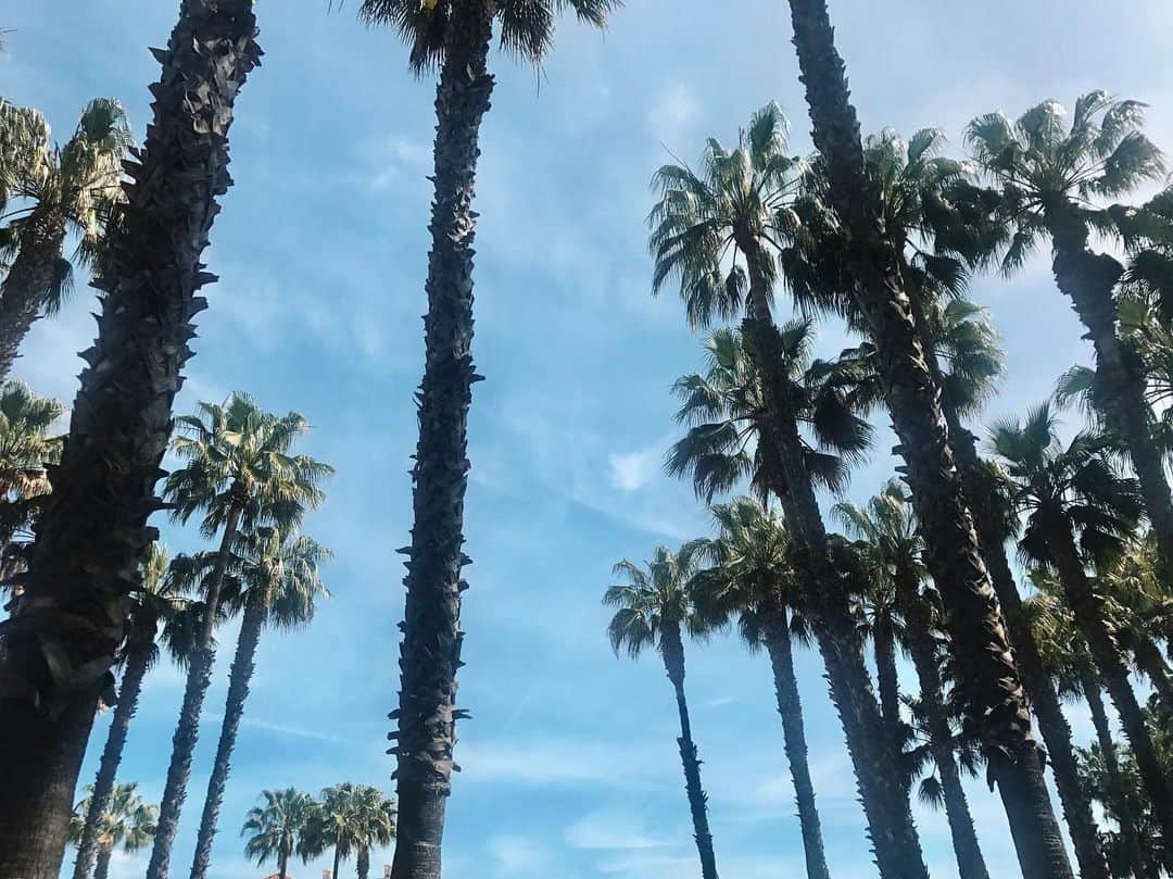 宮崎沙矢加さんのインスタグラム写真 - (宮崎沙矢加Instagram)「I walk slowly, but I never walk backward🌴🌴Gm beautiful world.Appreciate the moment . . . #la #losangels #cali #california #palmtrees #beautiful #picoftheday #gm #jetlag」4月15日 4時45分 - sarah___audrey