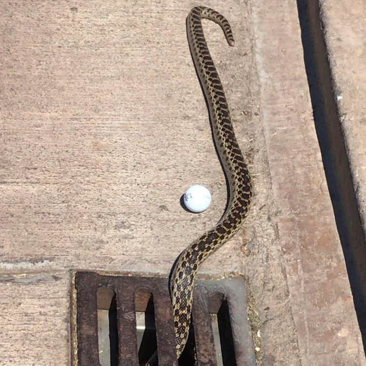 デヴィッド・スペードのインスタグラム：「What I don’t want to see during golf」