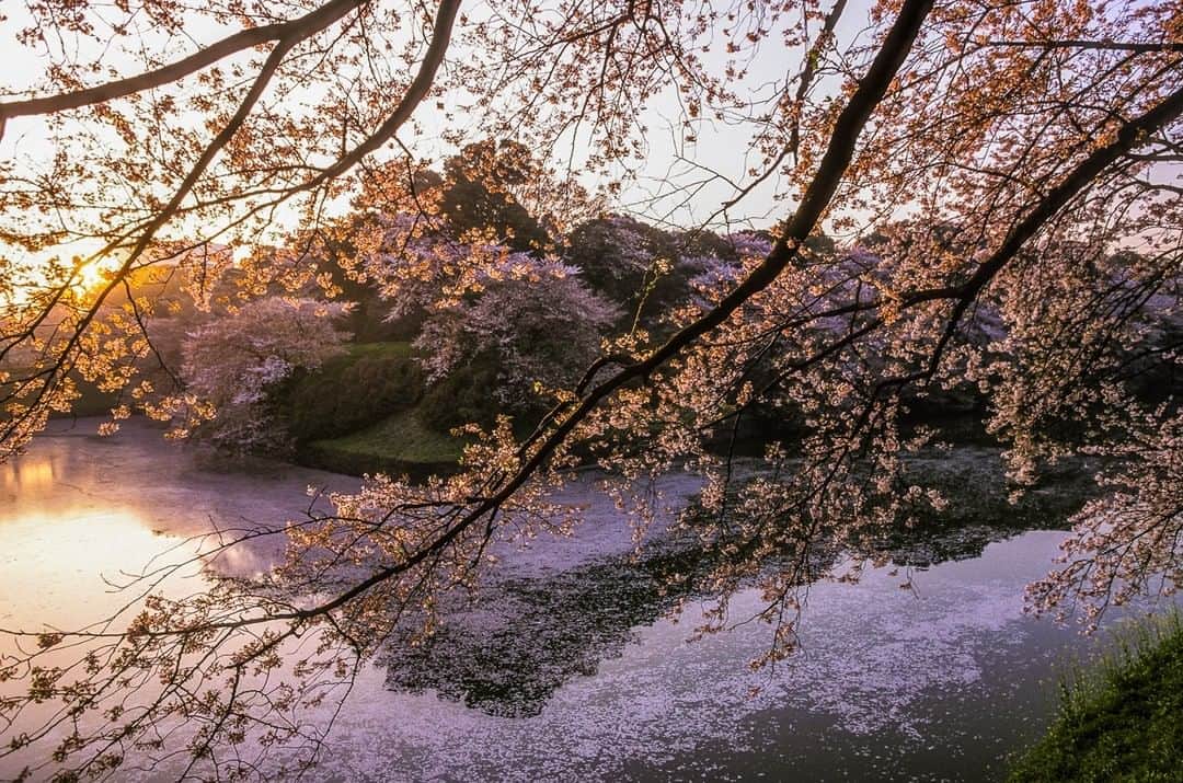 ナショナルジオグラフィックさんのインスタグラム写真 - (ナショナルジオグラフィックInstagram)「Photo by Michael Yamashita @yamashitaphoto | Cherry blossoms along the moat of the Imperial Palace in Tokyo are a sure sign of spring. Japan's samurai class loved the ephemeral nature of the blossom as well as its beauty, comparing the ideal path of samurai to a short but beautifully lived life.  #imperialpalace #springtime #cherryblossom #tokyo」4月15日 5時07分 - natgeo