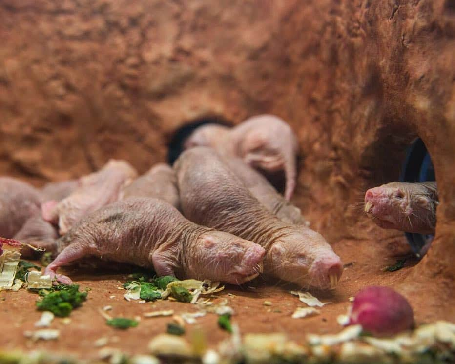 スミソニアン博物館さんのインスタグラム写真 - (スミソニアン博物館Instagram)「The struggle for the (sweet potato) throne begins at @smithsonianzoo.  Unlike most mammals, naked mole-rats have developed a rigid society that has more in common with ants or bees. At the top: a queen. She is the mother of dragons—er, all the naked mole-rats in the colony and breeds with a few chosen males. As the colony grows, the queen's influence can wane. A rival might appear. How does a new female become queen? Just go up to the current queen and kill her.  The Zoo just launched a second naked mole-rat web cam, focused on a behind-the-scenes tunnel that links different chambers of their exhibit, with an enrichment treat inspired by #GameOfThrones. You can watch the drama unfold at nationalzoo.si.edu/webcams. #GameofMoleRats」4月15日 5時17分 - smithsonian