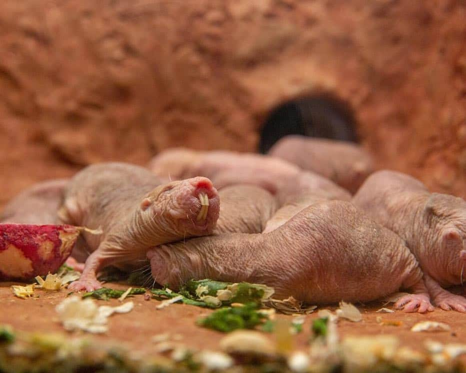 スミソニアン博物館さんのインスタグラム写真 - (スミソニアン博物館Instagram)「The struggle for the (sweet potato) throne begins at @smithsonianzoo.  Unlike most mammals, naked mole-rats have developed a rigid society that has more in common with ants or bees. At the top: a queen. She is the mother of dragons—er, all the naked mole-rats in the colony and breeds with a few chosen males. As the colony grows, the queen's influence can wane. A rival might appear. How does a new female become queen? Just go up to the current queen and kill her.  The Zoo just launched a second naked mole-rat web cam, focused on a behind-the-scenes tunnel that links different chambers of their exhibit, with an enrichment treat inspired by #GameOfThrones. You can watch the drama unfold at nationalzoo.si.edu/webcams. #GameofMoleRats」4月15日 5時17分 - smithsonian