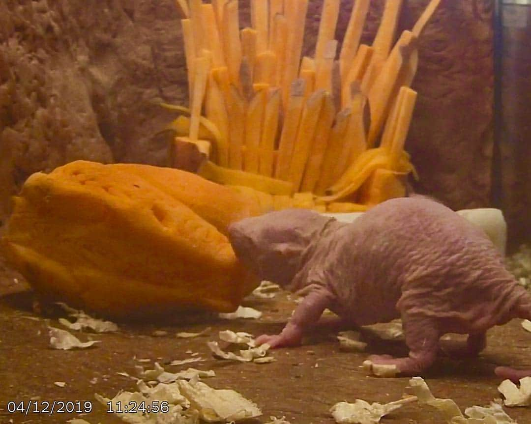 スミソニアン博物館さんのインスタグラム写真 - (スミソニアン博物館Instagram)「The struggle for the (sweet potato) throne begins at @smithsonianzoo.  Unlike most mammals, naked mole-rats have developed a rigid society that has more in common with ants or bees. At the top: a queen. She is the mother of dragons—er, all the naked mole-rats in the colony and breeds with a few chosen males. As the colony grows, the queen's influence can wane. A rival might appear. How does a new female become queen? Just go up to the current queen and kill her.  The Zoo just launched a second naked mole-rat web cam, focused on a behind-the-scenes tunnel that links different chambers of their exhibit, with an enrichment treat inspired by #GameOfThrones. You can watch the drama unfold at nationalzoo.si.edu/webcams. #GameofMoleRats」4月15日 5時17分 - smithsonian