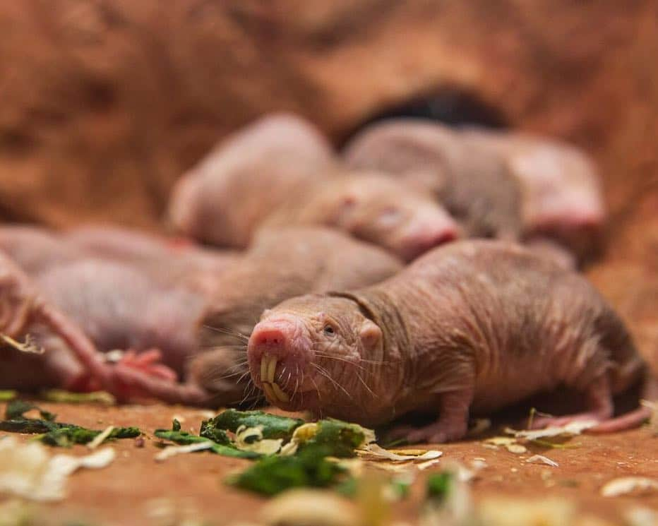 スミソニアン博物館さんのインスタグラム写真 - (スミソニアン博物館Instagram)「The struggle for the (sweet potato) throne begins at @smithsonianzoo.  Unlike most mammals, naked mole-rats have developed a rigid society that has more in common with ants or bees. At the top: a queen. She is the mother of dragons—er, all the naked mole-rats in the colony and breeds with a few chosen males. As the colony grows, the queen's influence can wane. A rival might appear. How does a new female become queen? Just go up to the current queen and kill her.  The Zoo just launched a second naked mole-rat web cam, focused on a behind-the-scenes tunnel that links different chambers of their exhibit, with an enrichment treat inspired by #GameOfThrones. You can watch the drama unfold at nationalzoo.si.edu/webcams. #GameofMoleRats」4月15日 5時17分 - smithsonian