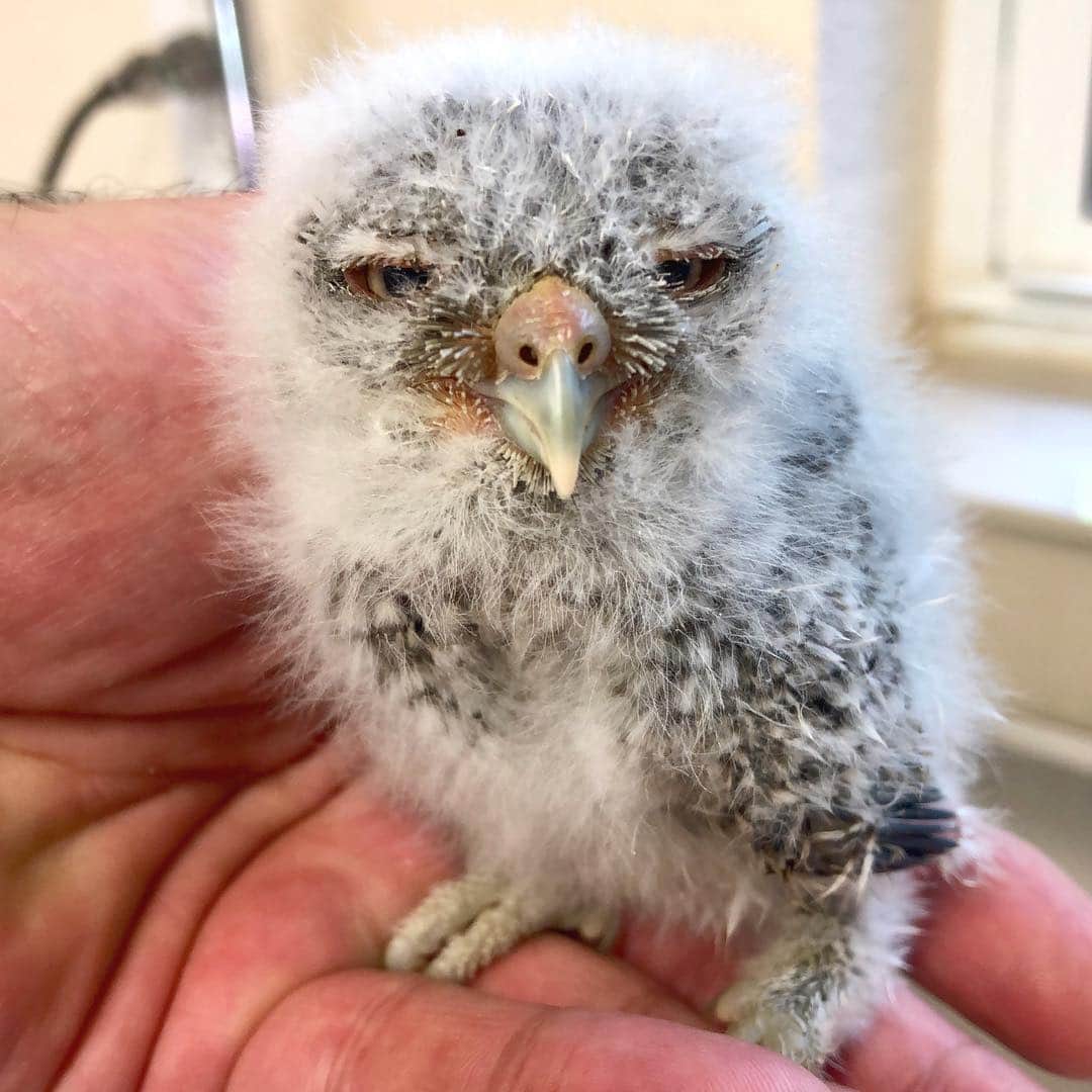 Zoological Wildlife Foundationさんのインスタグラム写真 - (Zoological Wildlife FoundationInstagram)「This tiny screech owl was found drenched in water under a tree. Apparently fell or pushed out by his siblings from the nest. He’s being hand fed and is doing amazing. Once he can fly and eat on his own, he will be given his freedom. It’s a process🦉 . #owl #owlet #babyowl #screechowl #rescue #rehabilitation #zwfmiami #zwf」4月15日 5時24分 - zwfmiami