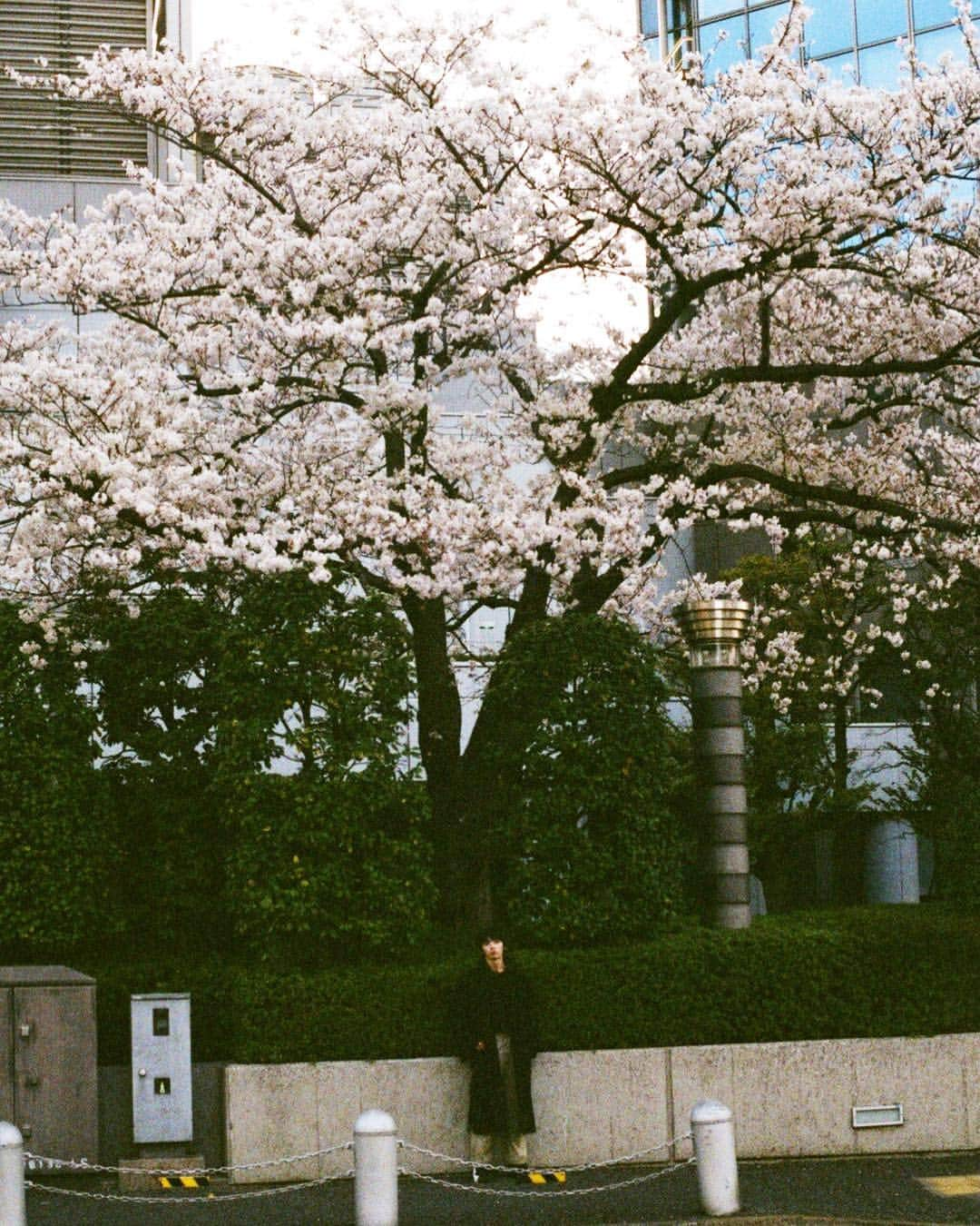 大原海輝さんのインスタグラム写真 - (大原海輝Instagram)「桜と。」4月14日 20時36分 - umichan1015