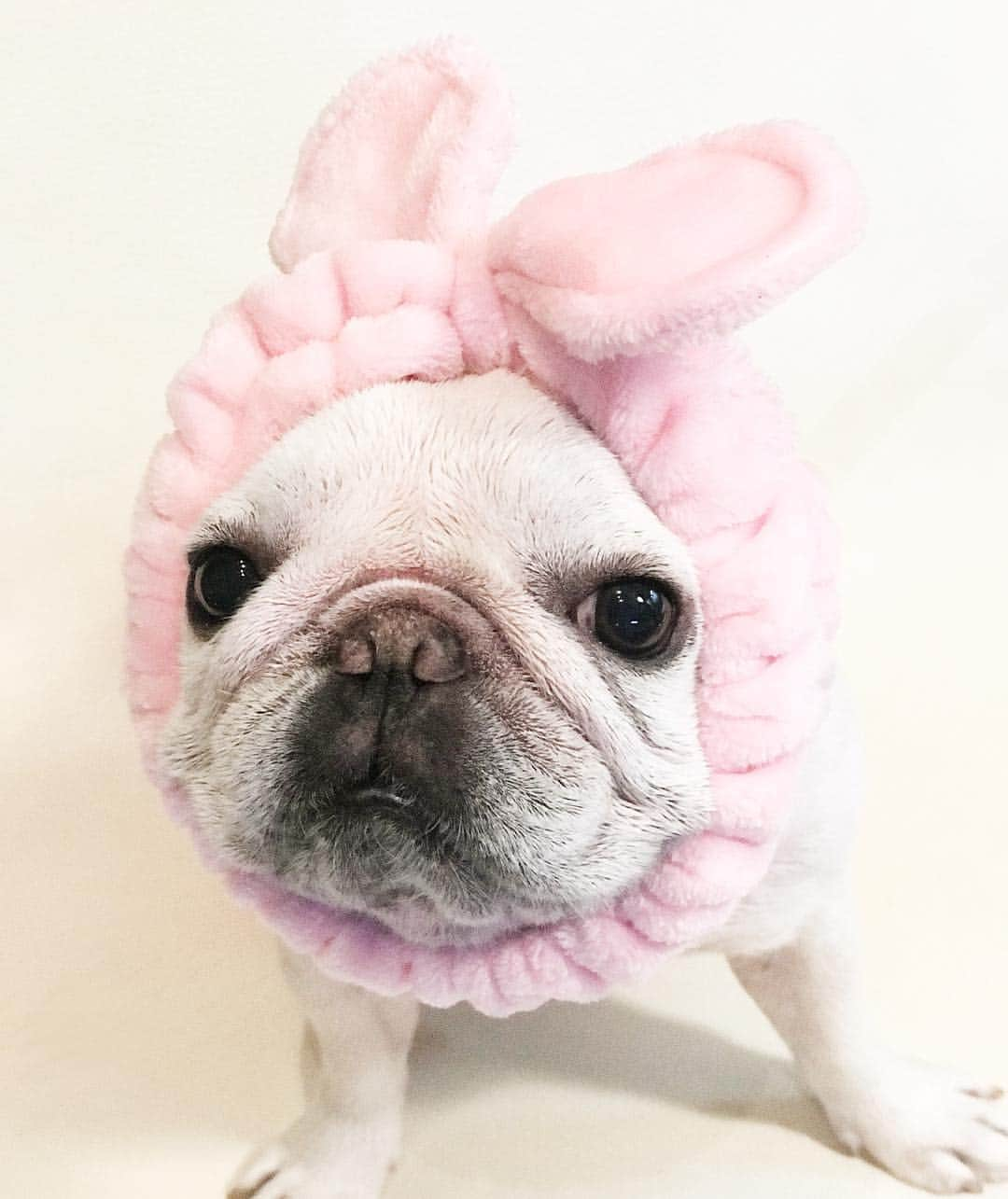 Ham-chanさんのインスタグラム写真 - (Ham-chanInstagram)「#frenchbulldog #frenchie #hamchan #hamham #フレブル #フレンチブルドッグ #はむちゃん #はむはむ  シャンプーして肛門腺絞って耳掃除して爪切ってヒゲ切ってスッキリ！！！🐶✨」4月14日 20時47分 - hide_ham_tank